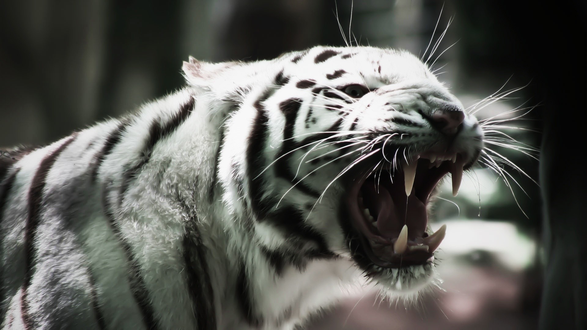 Tigre bianca, Ruggito, Zanne, Full HD 1080p, sfondo desktop