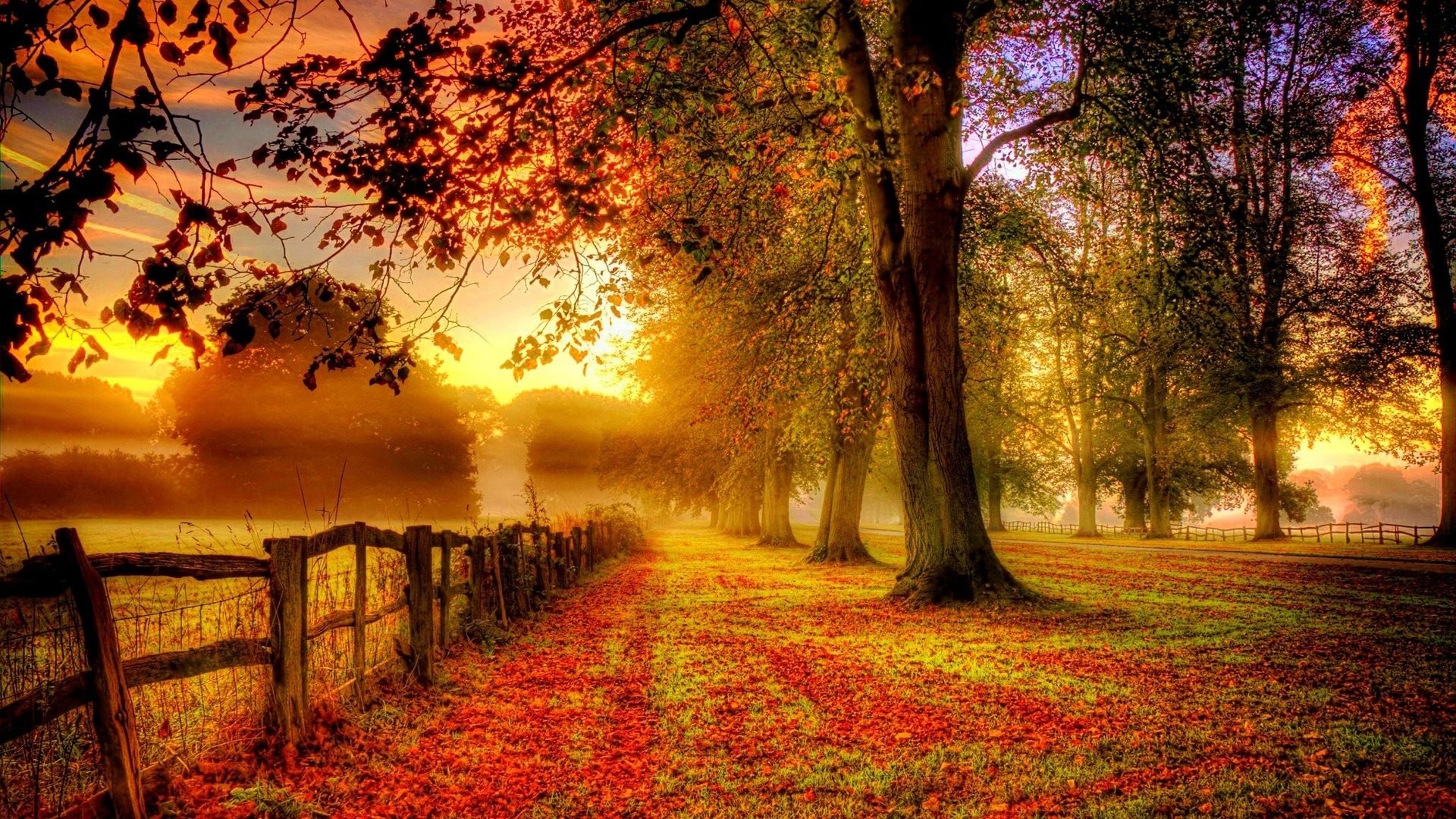Viale alberato, Staccionata, Foglie cadute, Luce dorata, Full HD, sfondo per PC