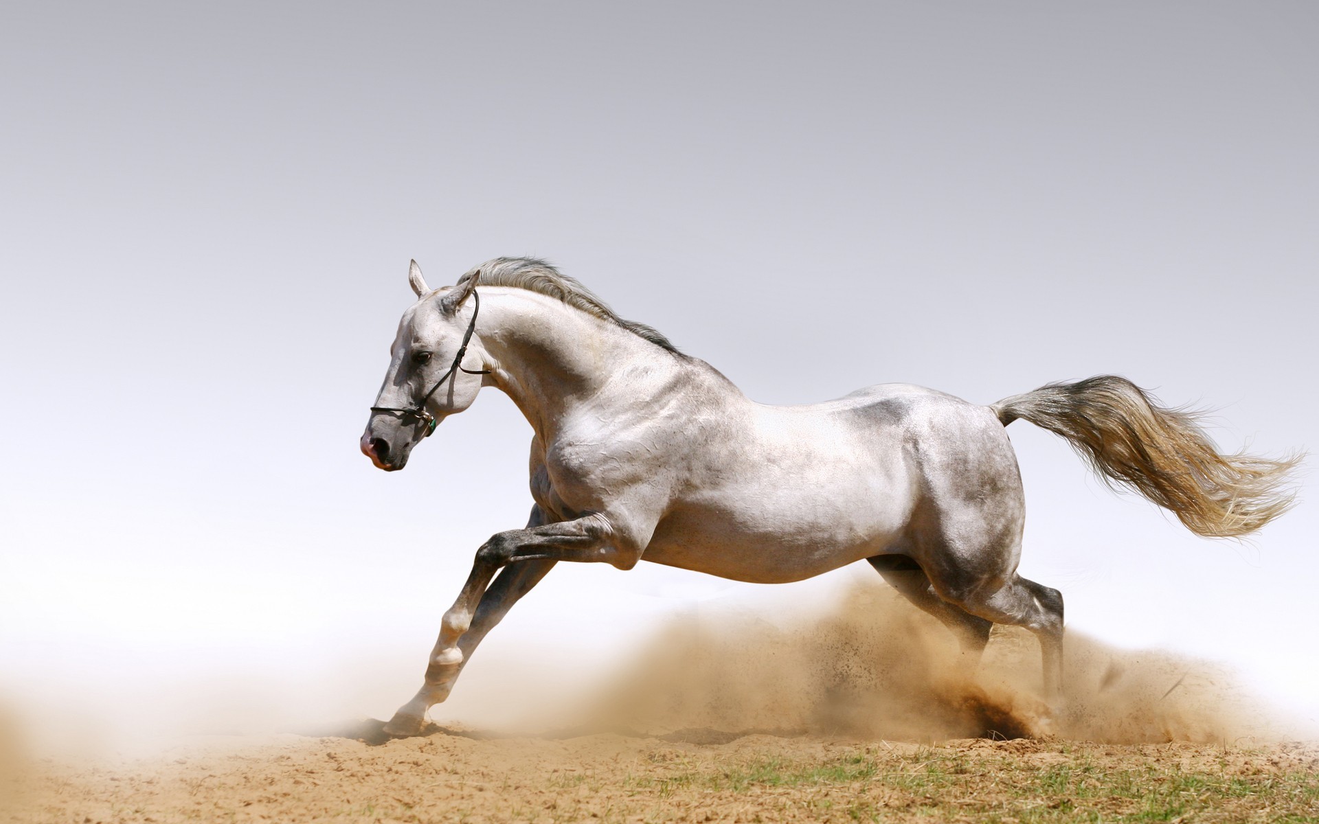 Cavallo grigio, Galoppo, Sabbia, Sfondo bianco, 1920x1200, wallpaper desktop
