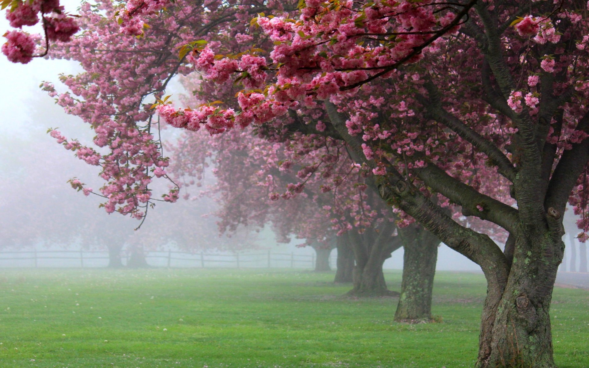 Ciliegi in fiore, Nebbia, Viale alberato, Prato, 1920x1200, wallpaper desktop