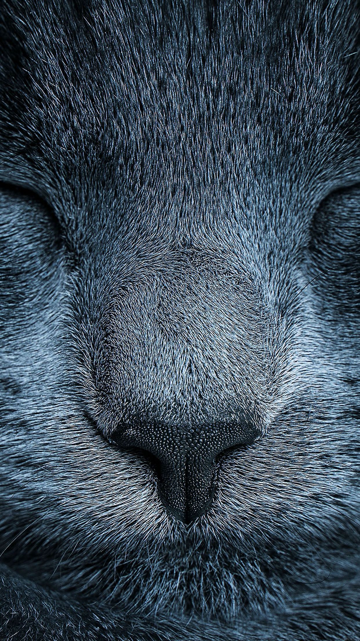 Gatto, Naso, Macro, Pelo grigio, schermata di blocco iPhone 16