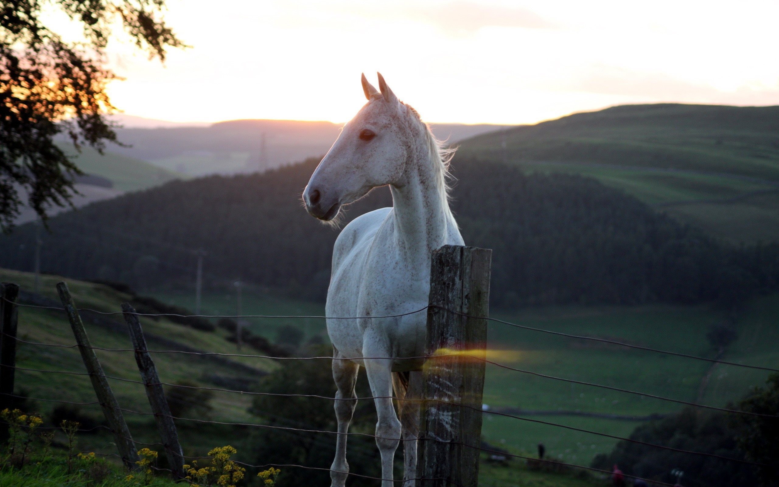 Cavallo bianco, Colline, Recinto, Tramonto, 2560x1600, sfondo MacBook Pro