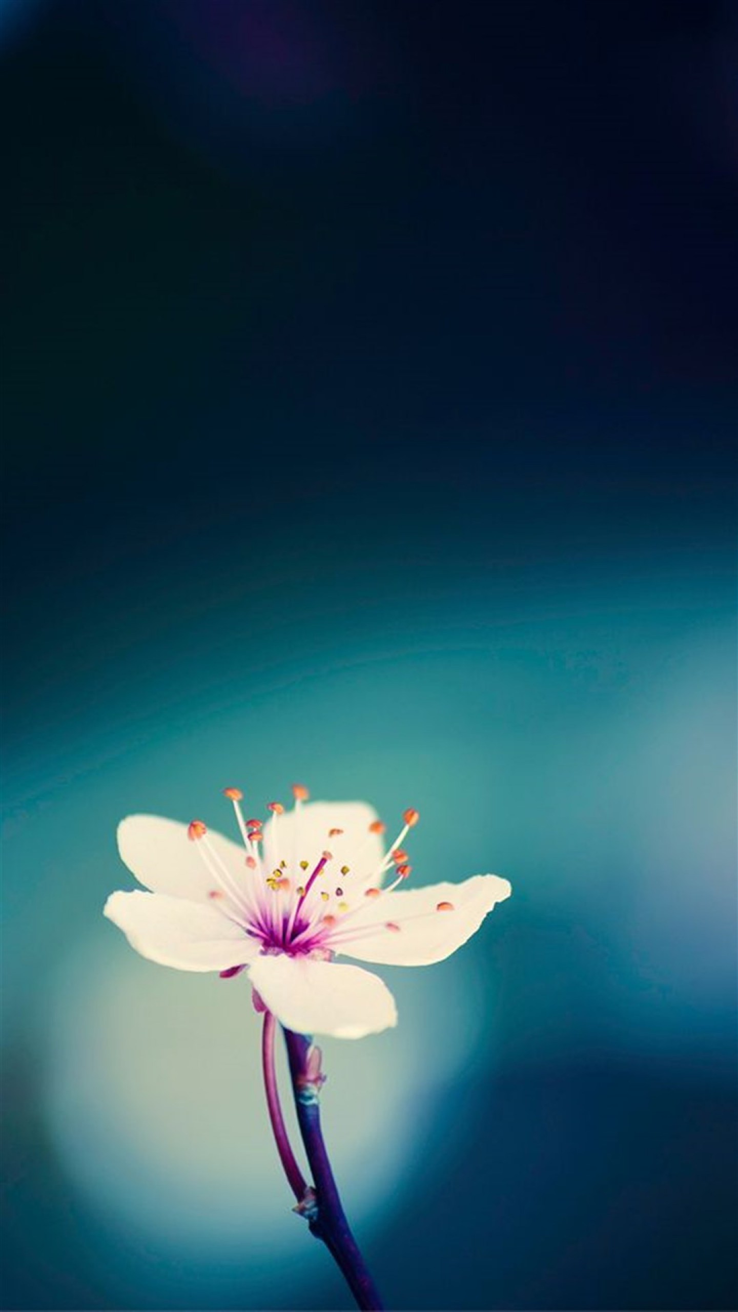 Fiore, Macro, Verde acqua, wallpaper Samsung S7