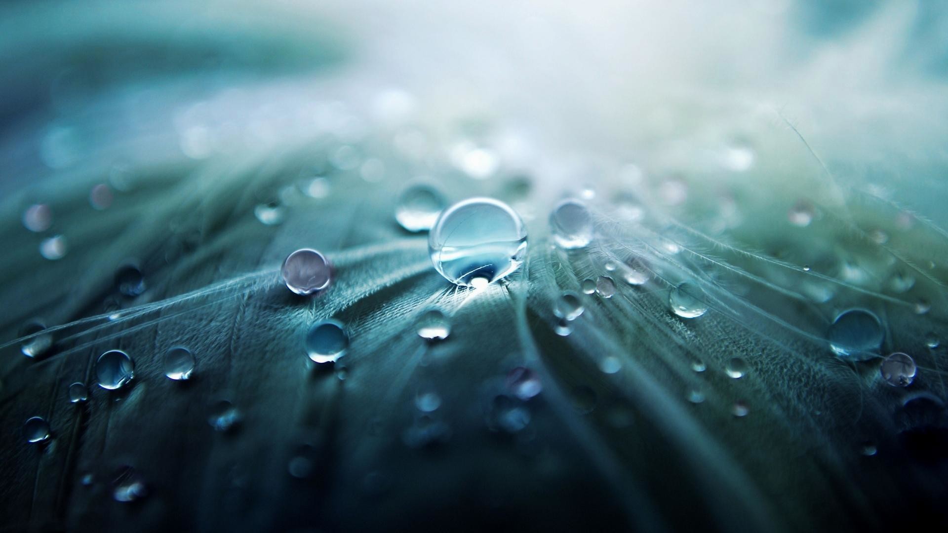 Gocce d'acqua, Piuma, Macro, Blu, 16:9 Full HD, wallpaper widescreen