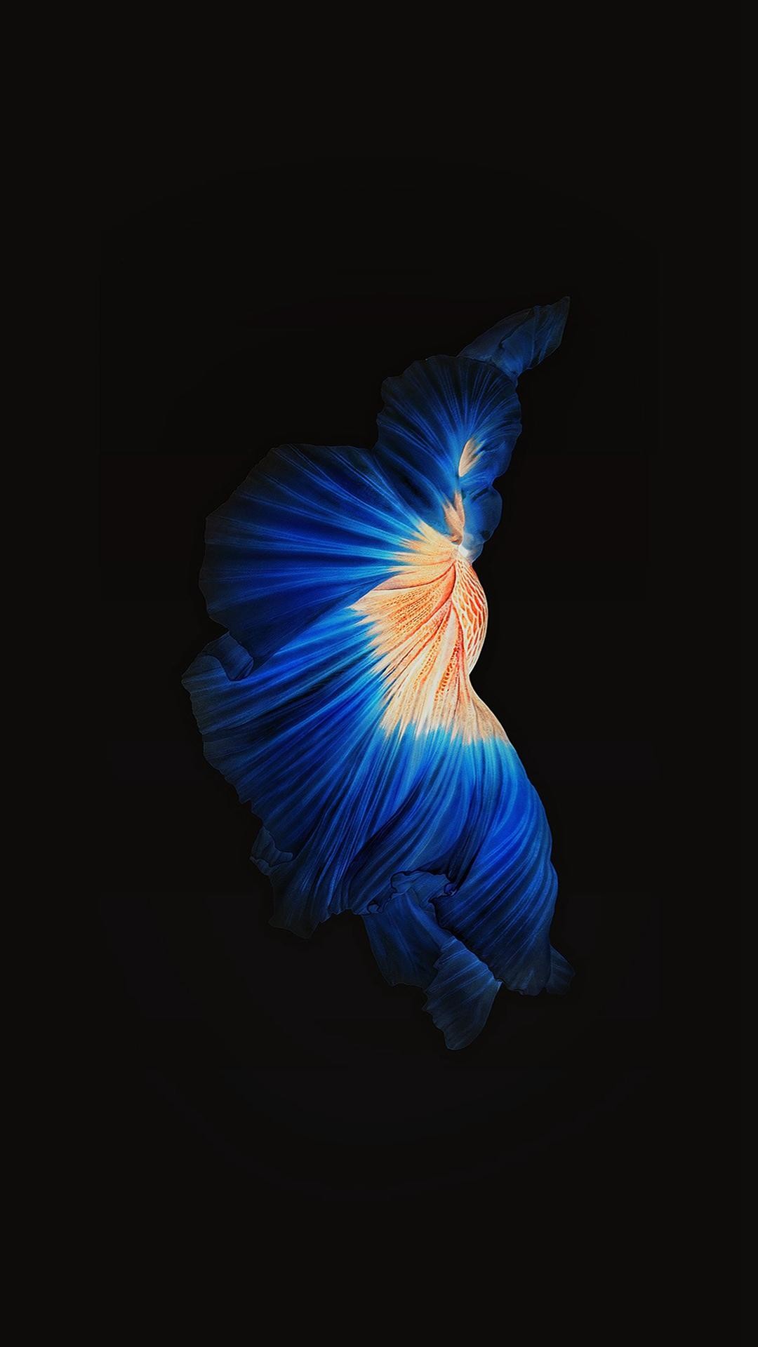 Pesce Betta, Blu, Sfondo nero, wallpaper Android