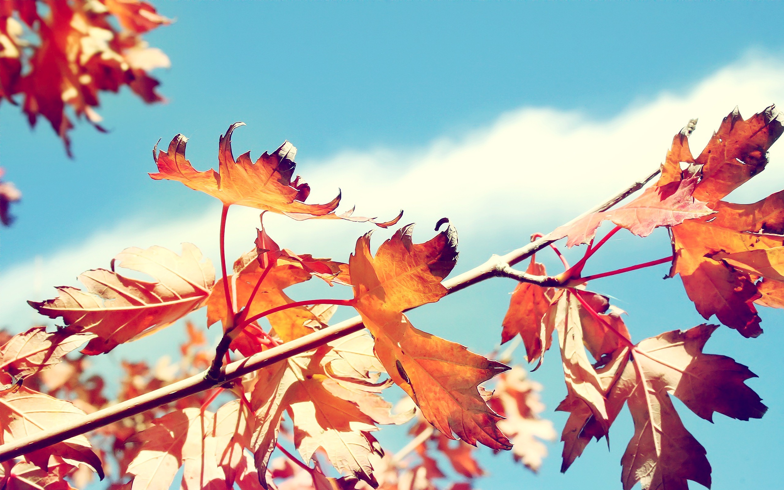 Foglie d'acero, Rami, Cielo azzurro, Autunno, 2K, sfondo per desktop
