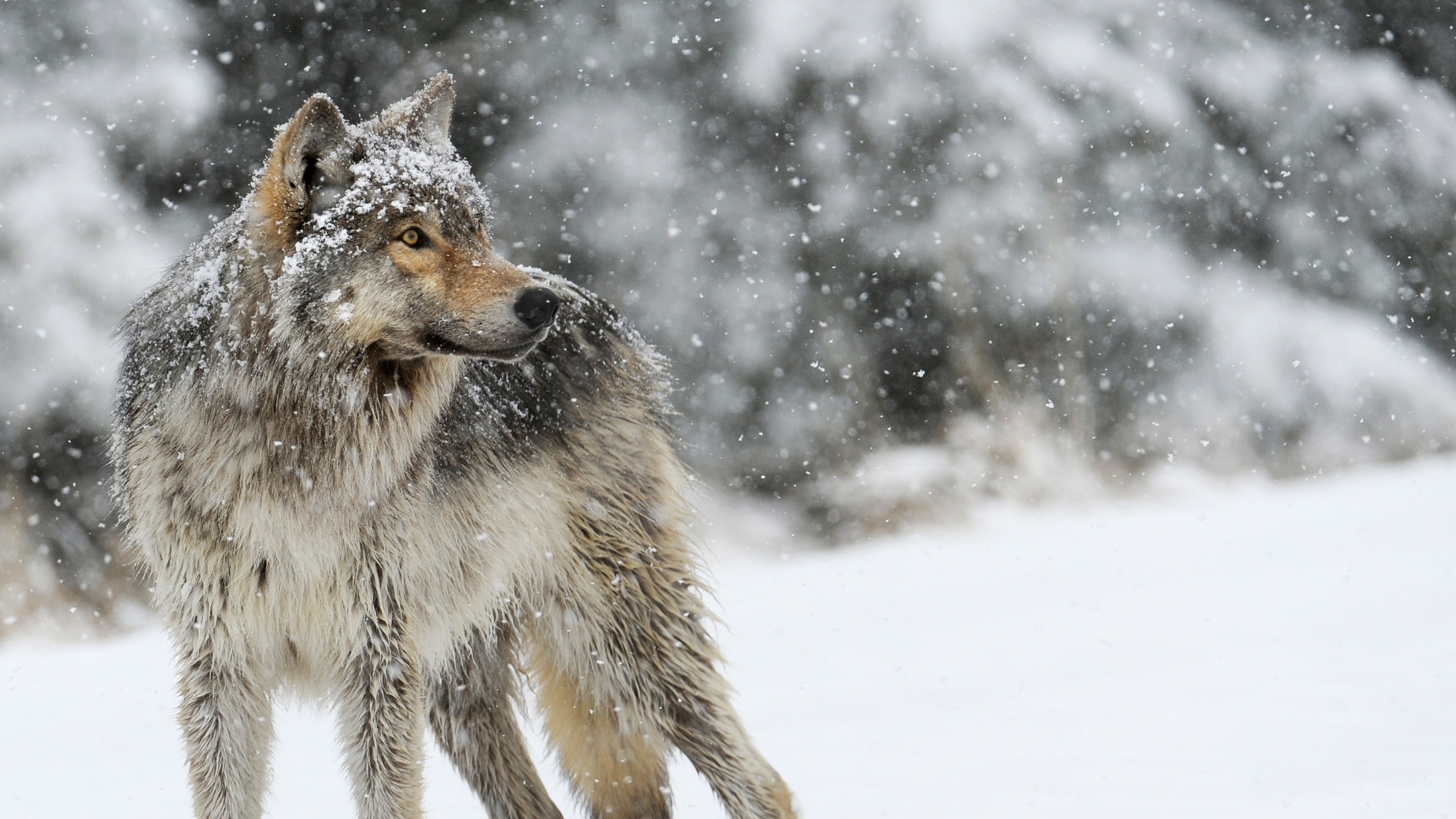 Lupo grigio, Nevicata, Inverno, 16:9 4K, sfondo widescreen