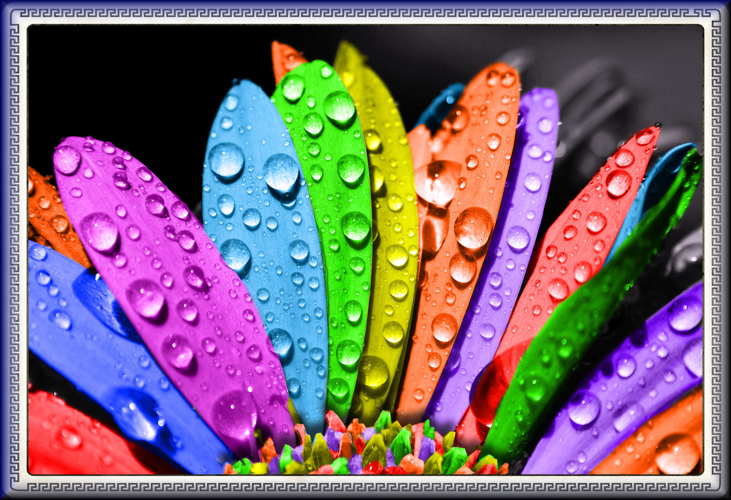 Petali arcobaleno, Gocce d'acqua, Fiore, Colori vivaci, Macro, Full HD, wallpaper desktop