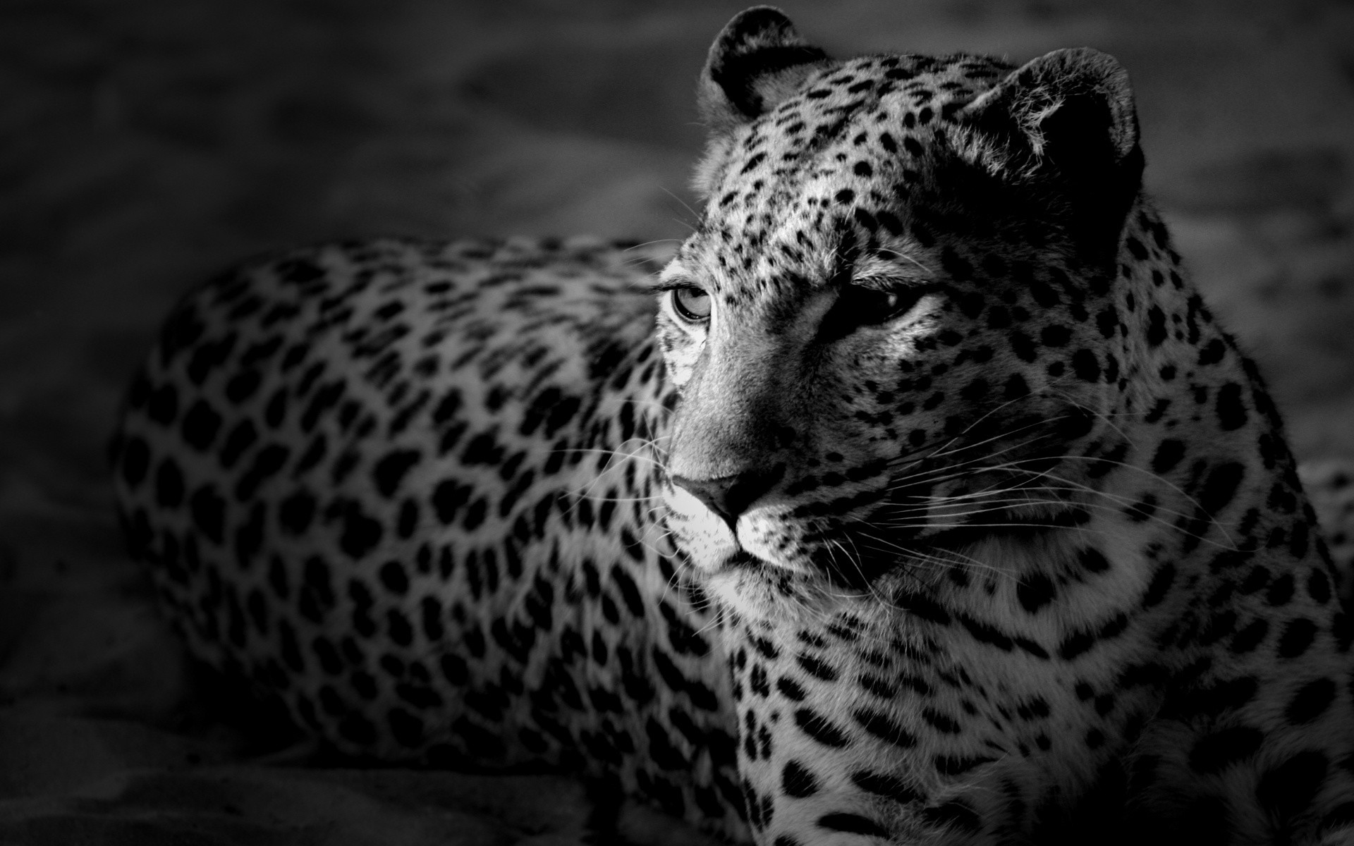 Leopardo, Bianco e nero, Riposo, 16:10 Full HD, sfondo widescreen