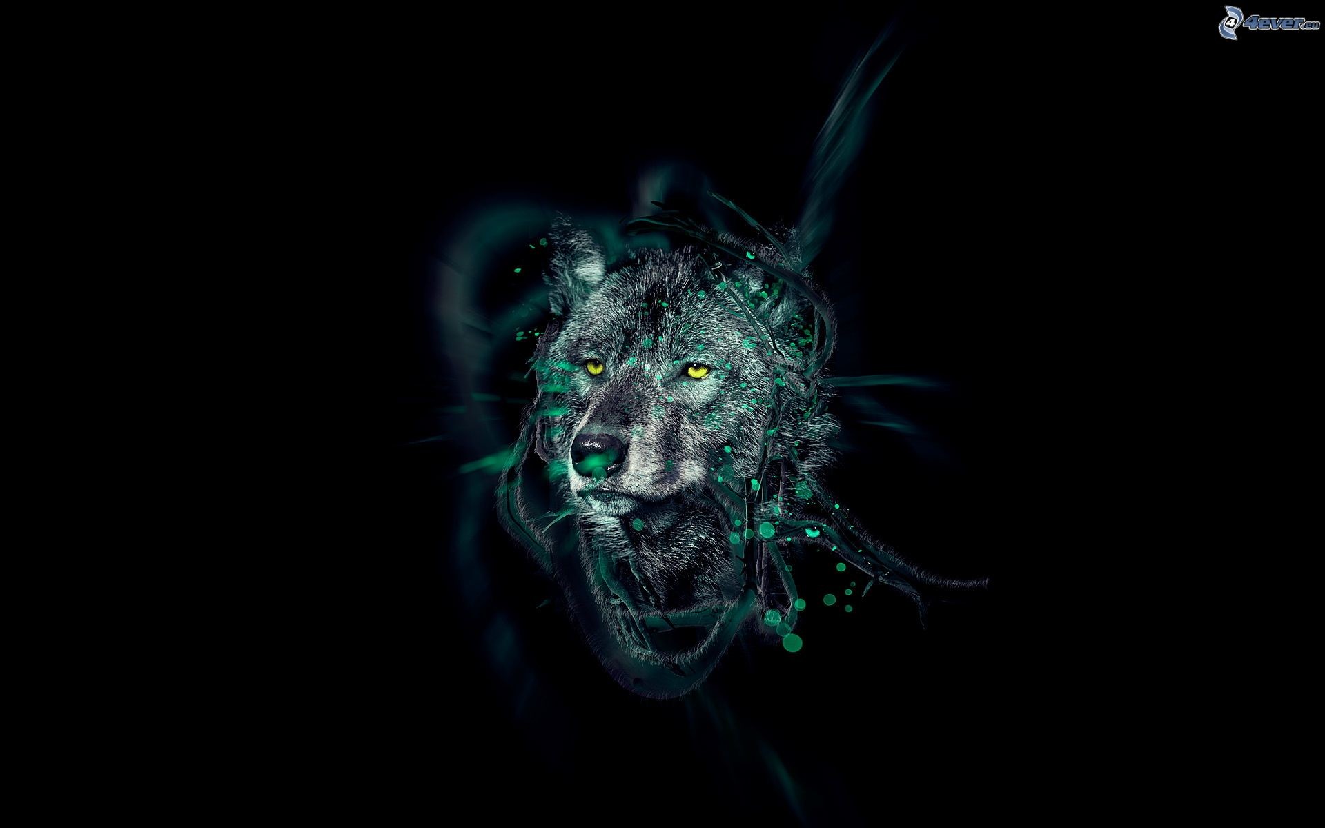 Lupo, Arte digitale, Verde, Sfondo nero, wallpaper per desktop