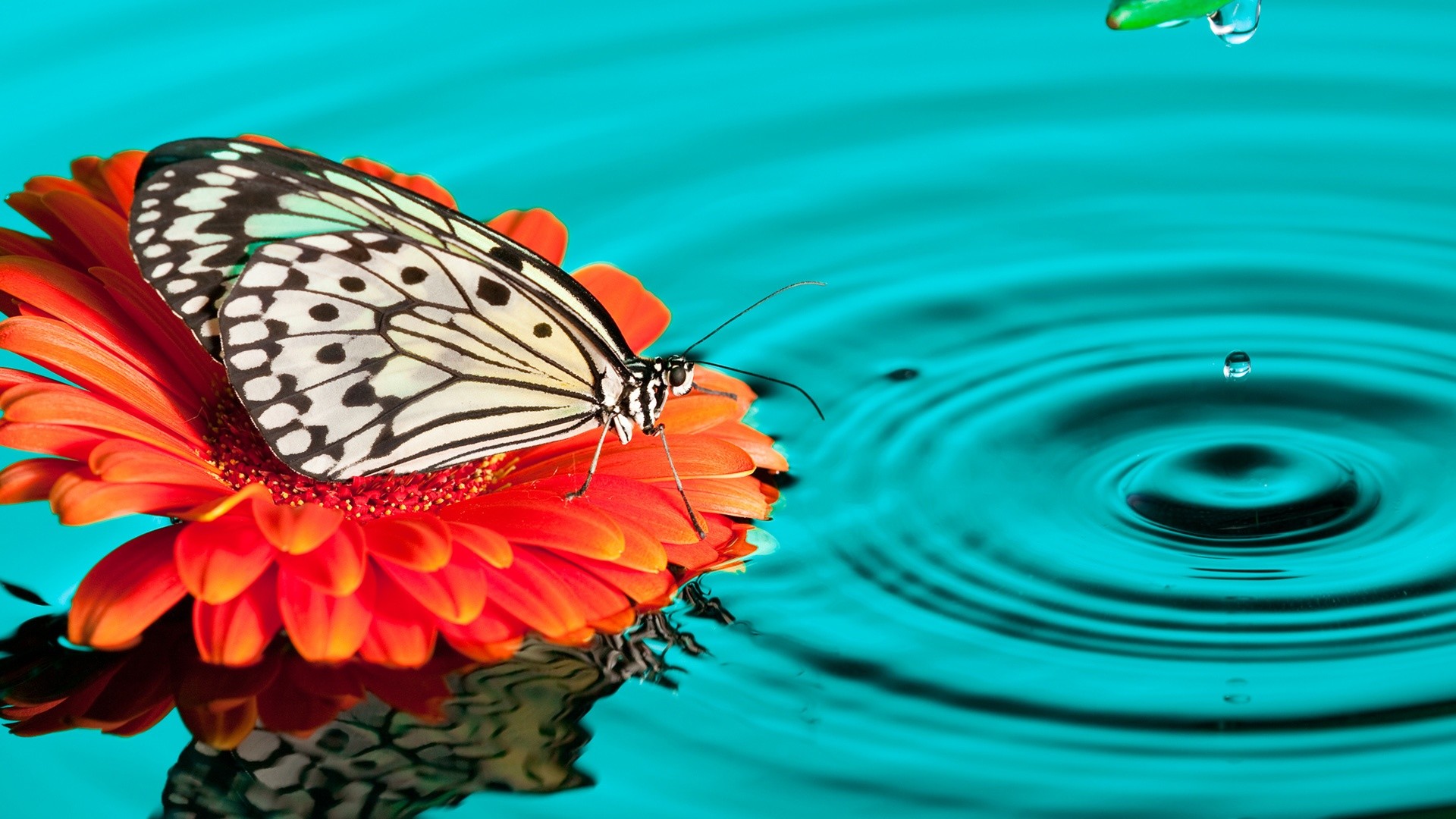 Farfalla, Gerbera, Acqua, Gocce, sfondo Full HD per desktop