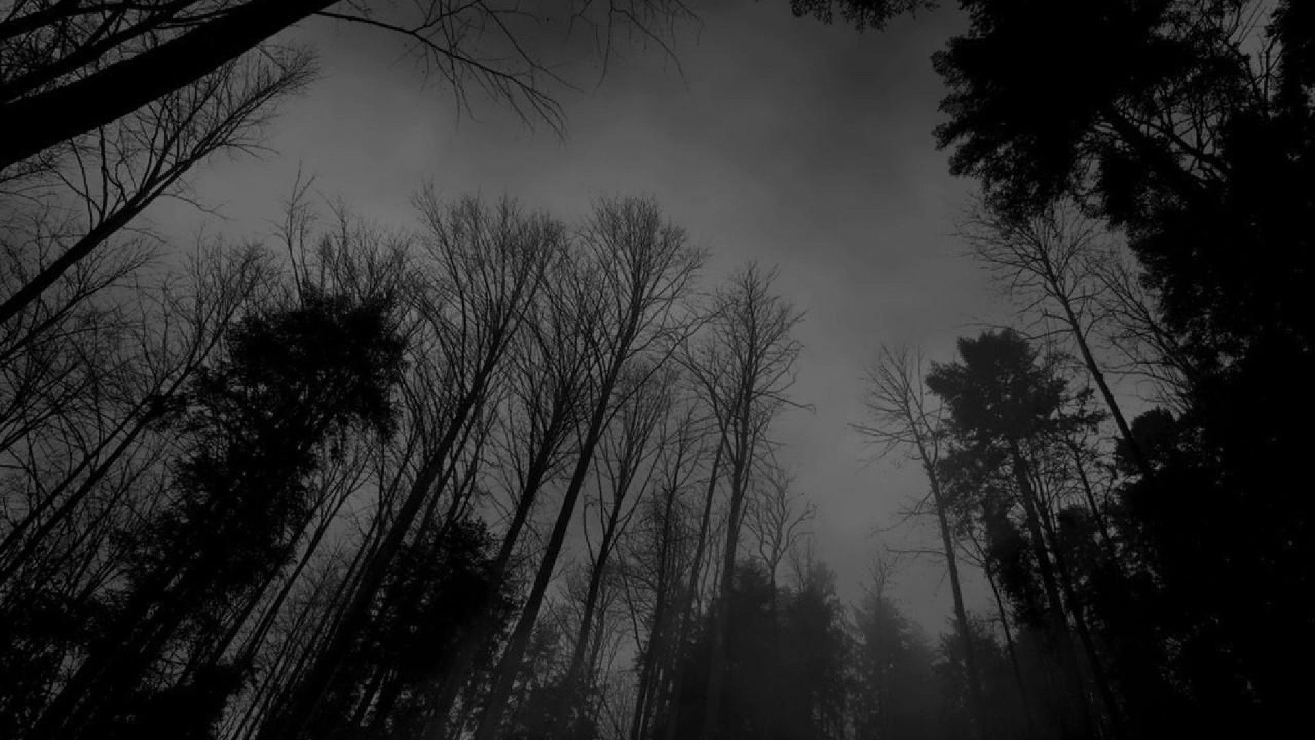 Bosco dal basso, Alberi spogli, Cielo grigio, Bianco e nero, Full HD, sfondo Windows 11