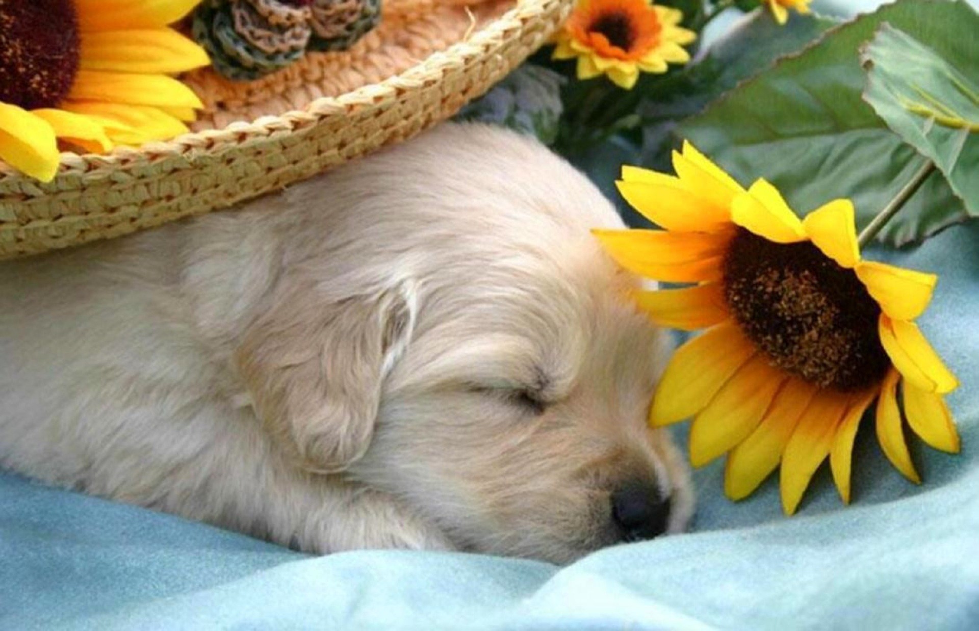 Cucciolo di Golden Retriever, Girasoli, Sonno, Full HD, sfondo per desktop