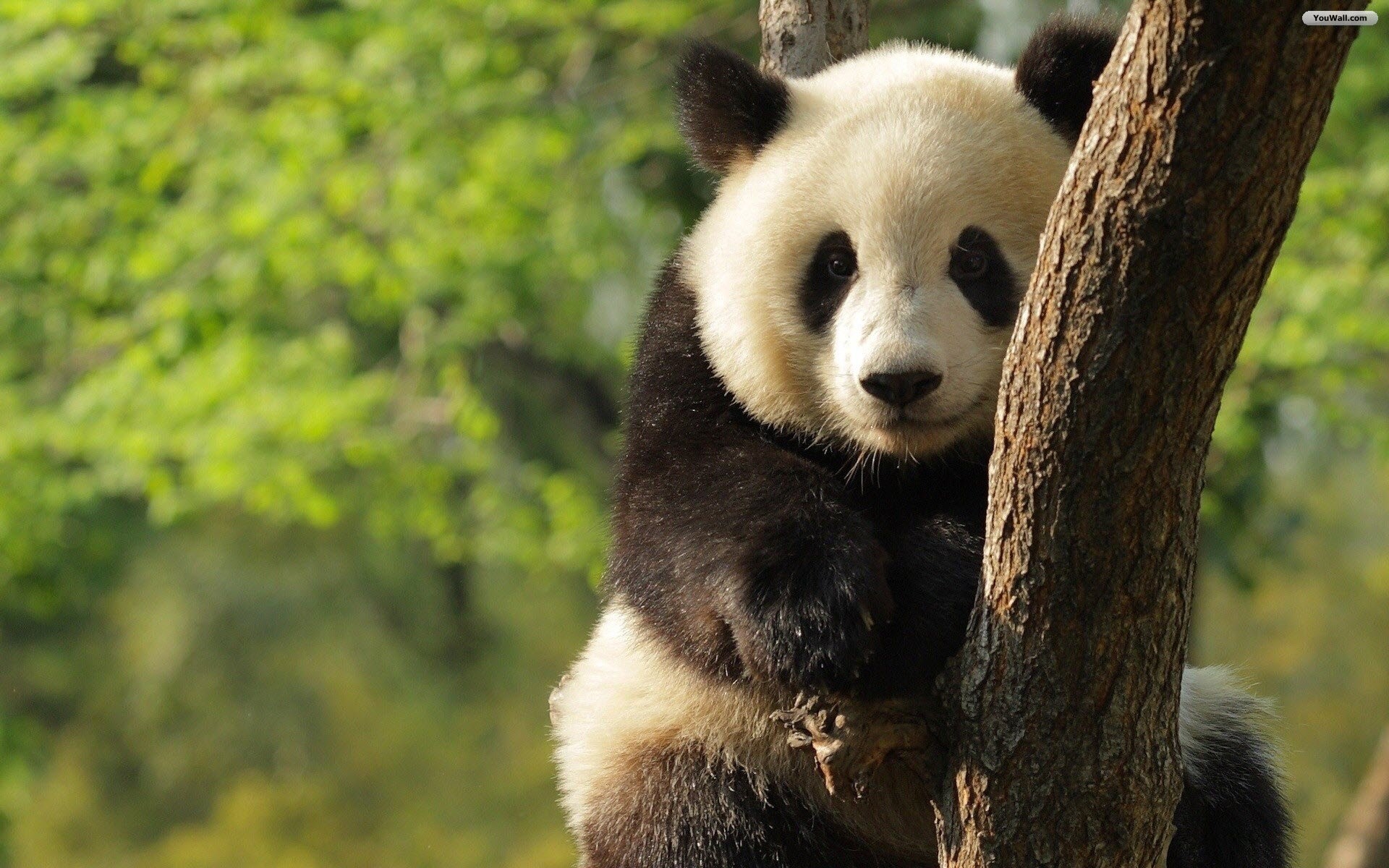 Panda gigante, Albero, Bosco, Full HD, sfondo per PC