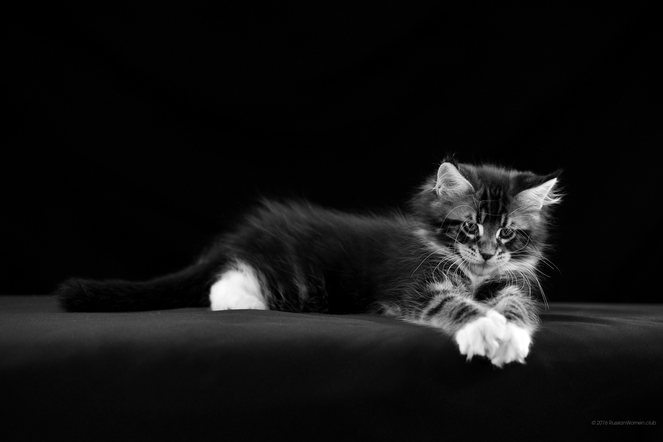 Gattino, Bianco e nero, Sfondo nero, Full HD, wallpaper desktop