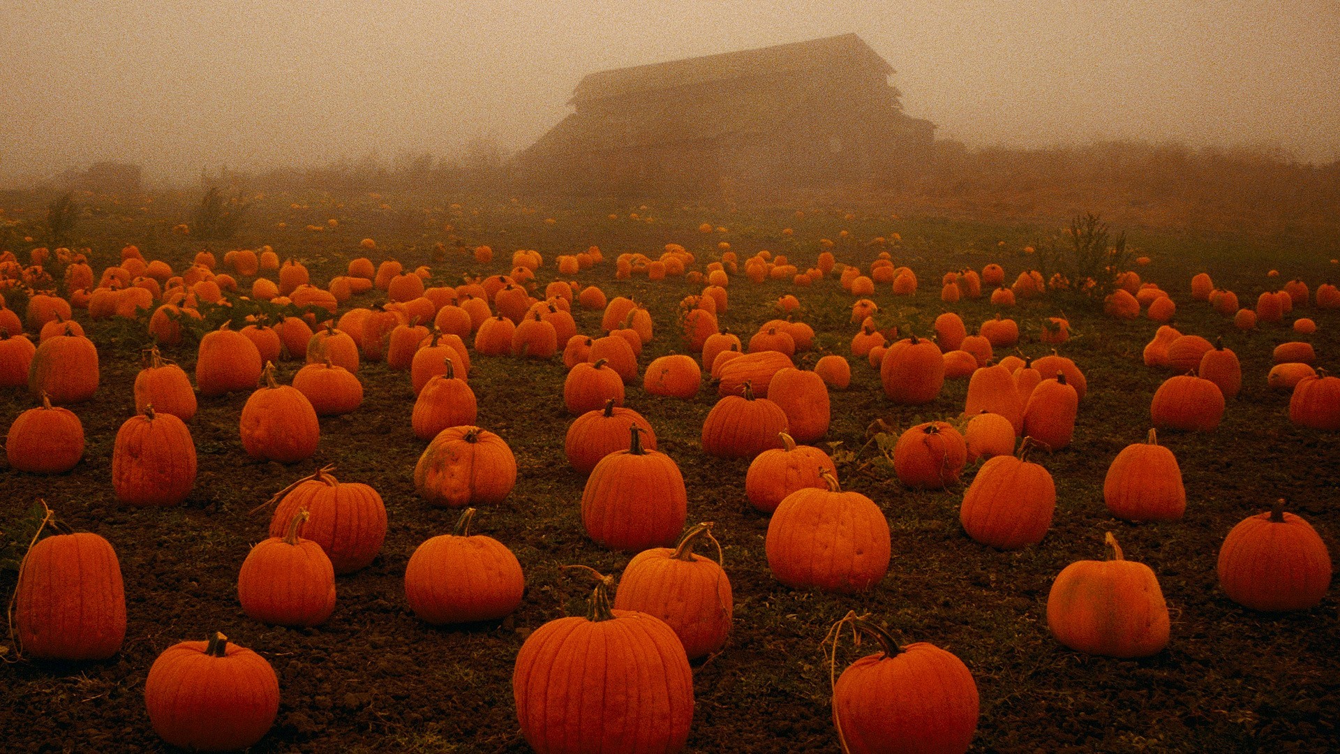Campo di zucche, Fienile, Nebbia, Autunno, Seppia, 1920x1080, immagine di sfondo