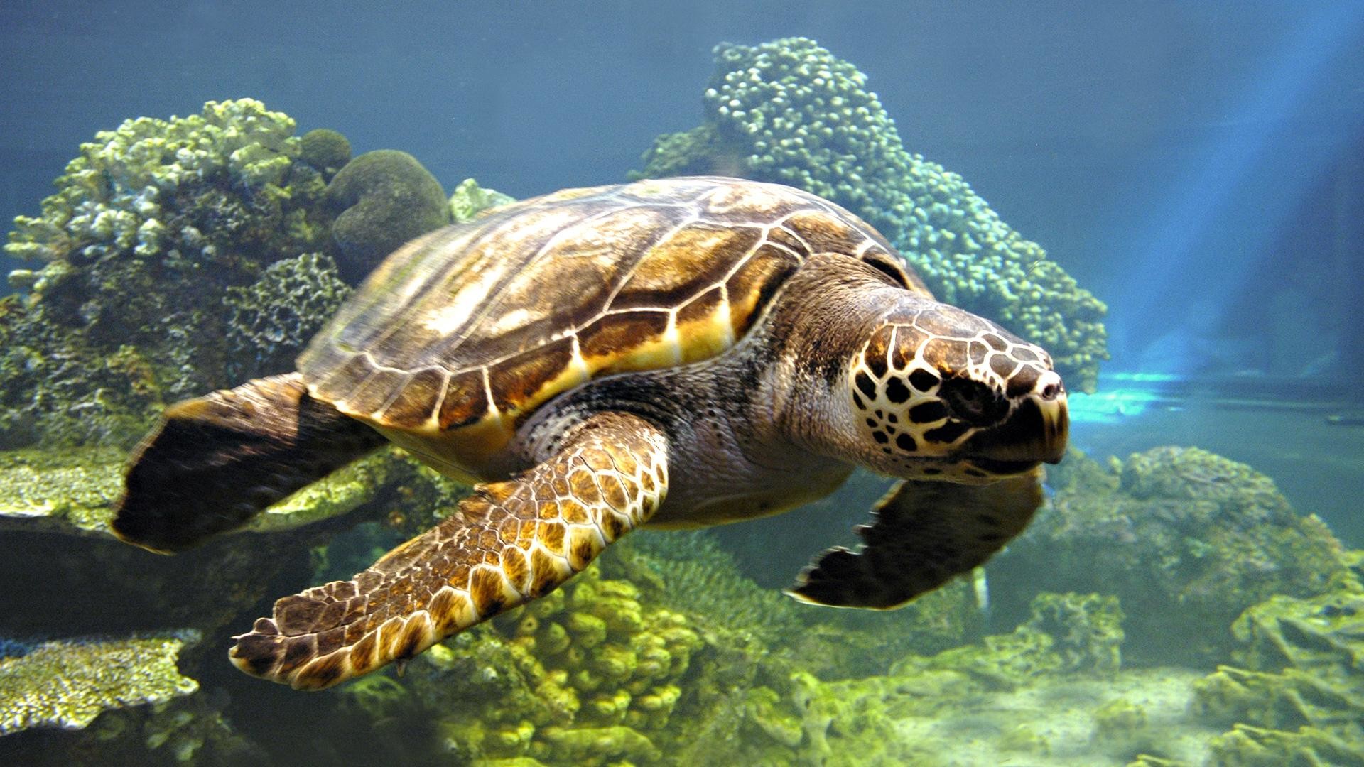 Tartaruga marina, Barriera corallina, Subacqueo, Oceano, Full HD, sfondo per PC e portatile