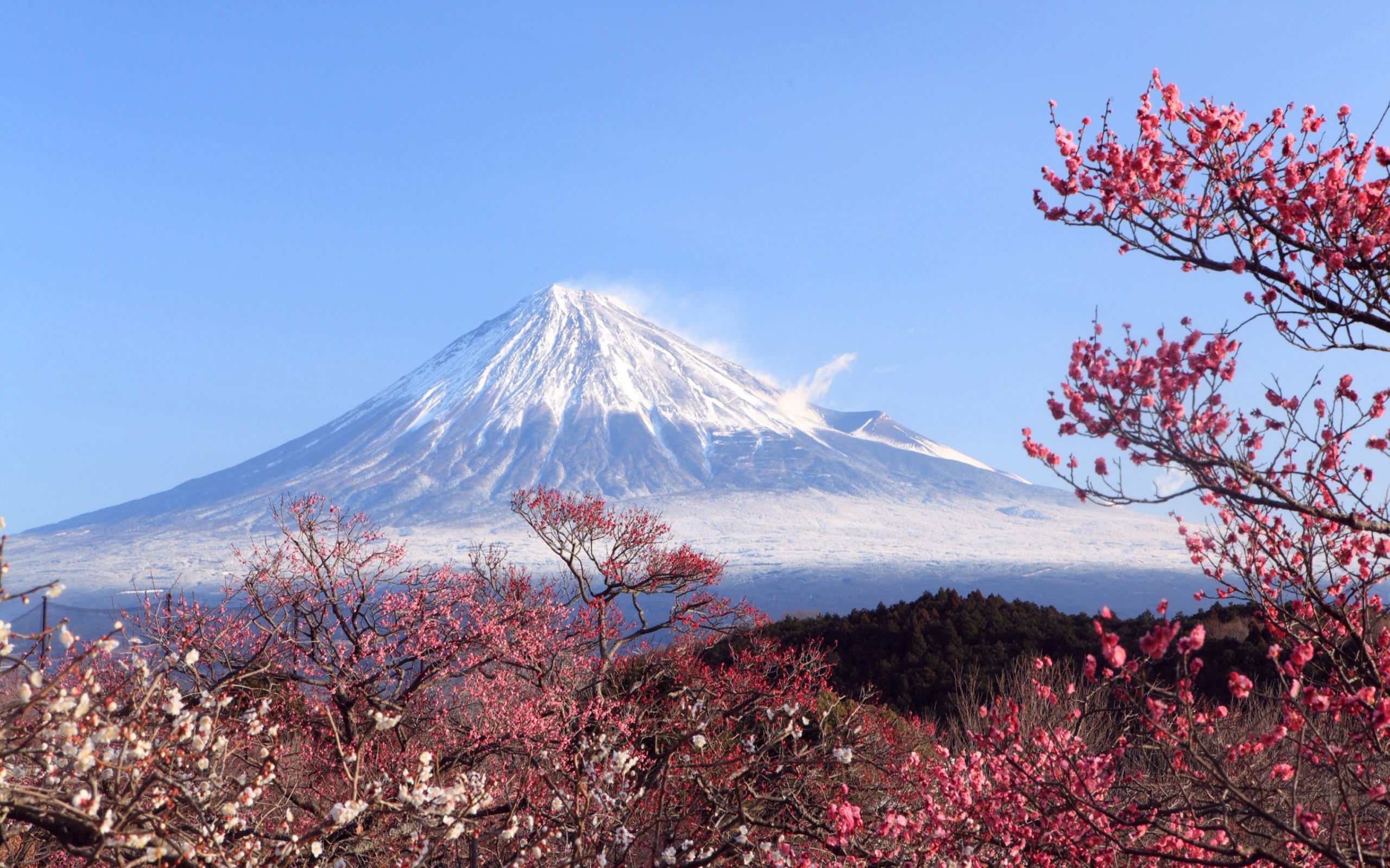 Monte Fuji, Giappone, Fiori di pruno, Cielo blu, 2K, sfondo per PC