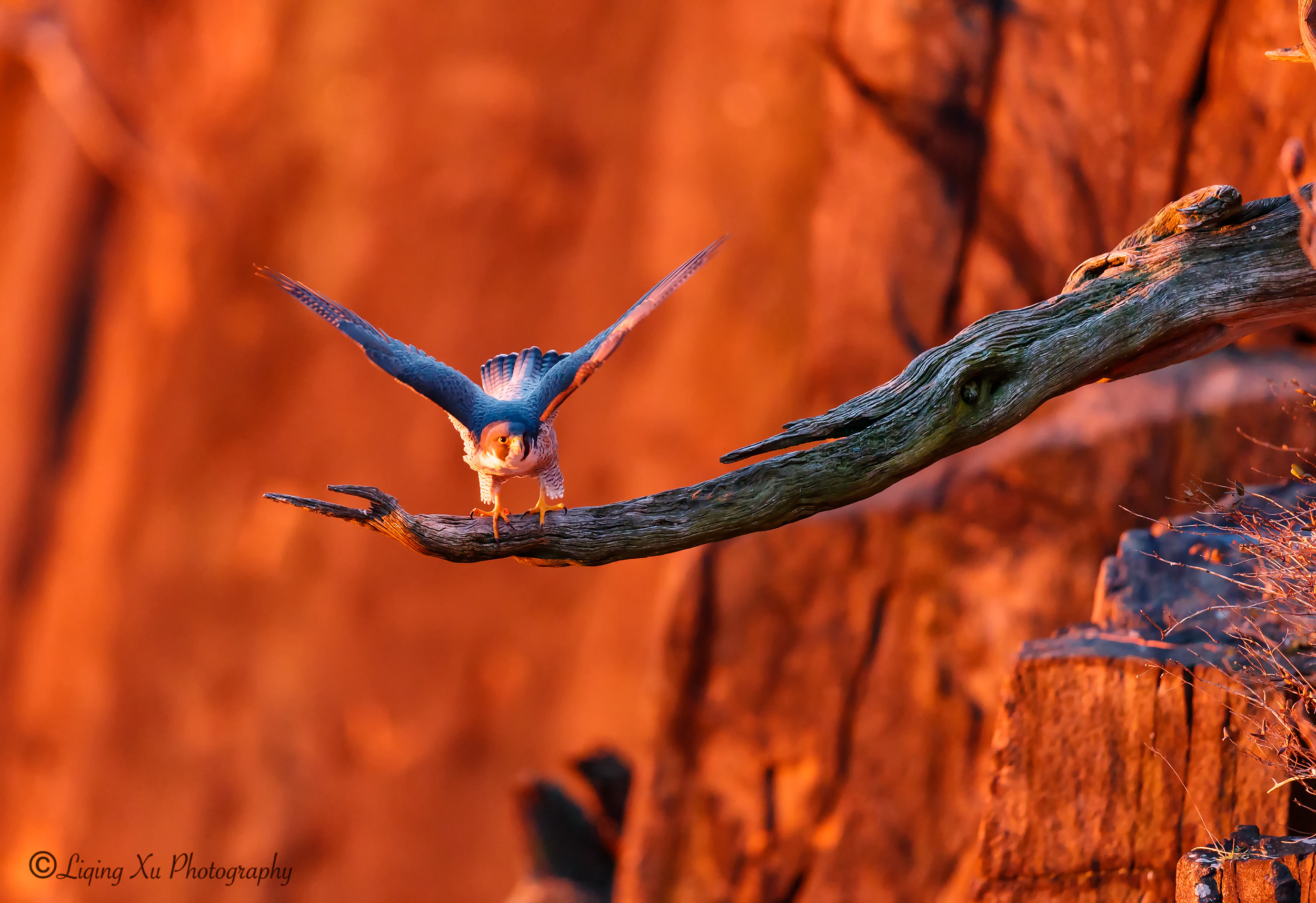 Uccello in volo, Ramo, Toni arancioni, Full HD, sfondo per PC e portatile