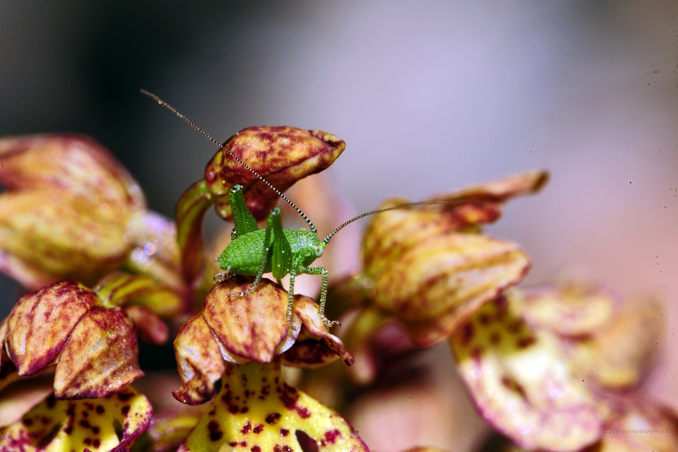 Cavalletta, Orchidea, Insetto, Macro, sfondo per il tuo tablet