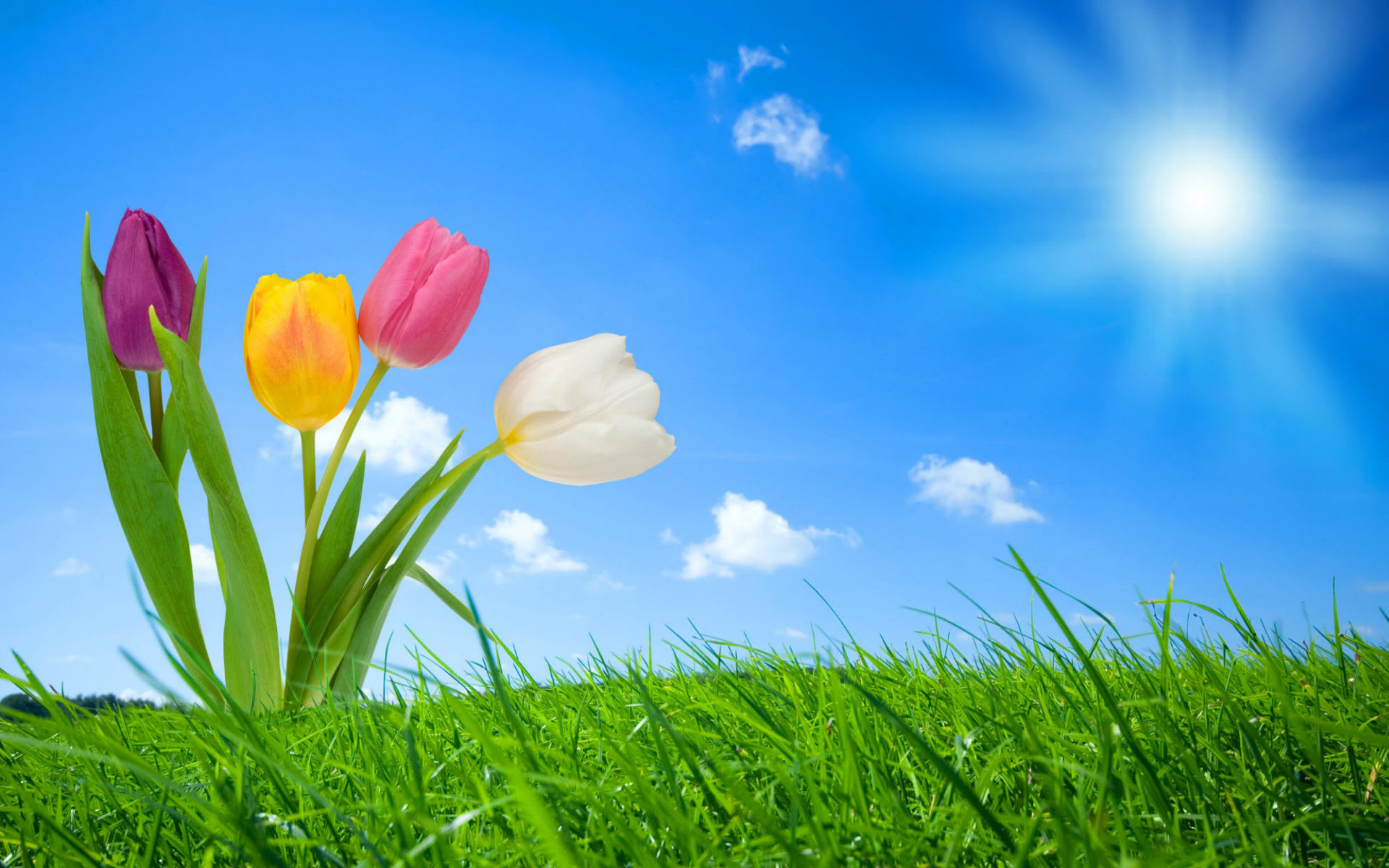 Tulipani, Prato, Sole, Cielo azzurro, 16:10 Full HD, sfondo widescreen