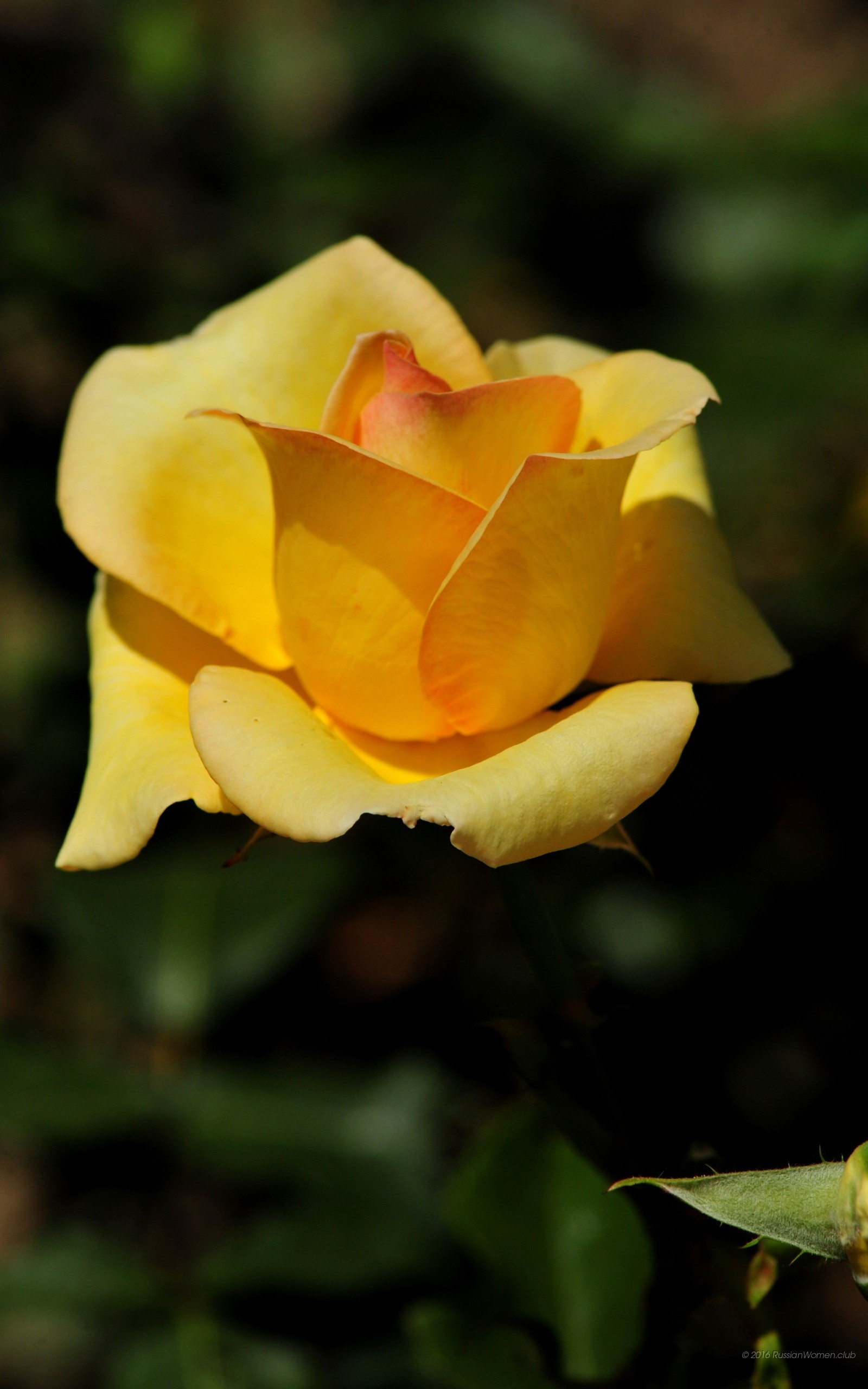 Rosa gialla, Fiore, Giardino, QHD+, sfondo verticale per cellulare