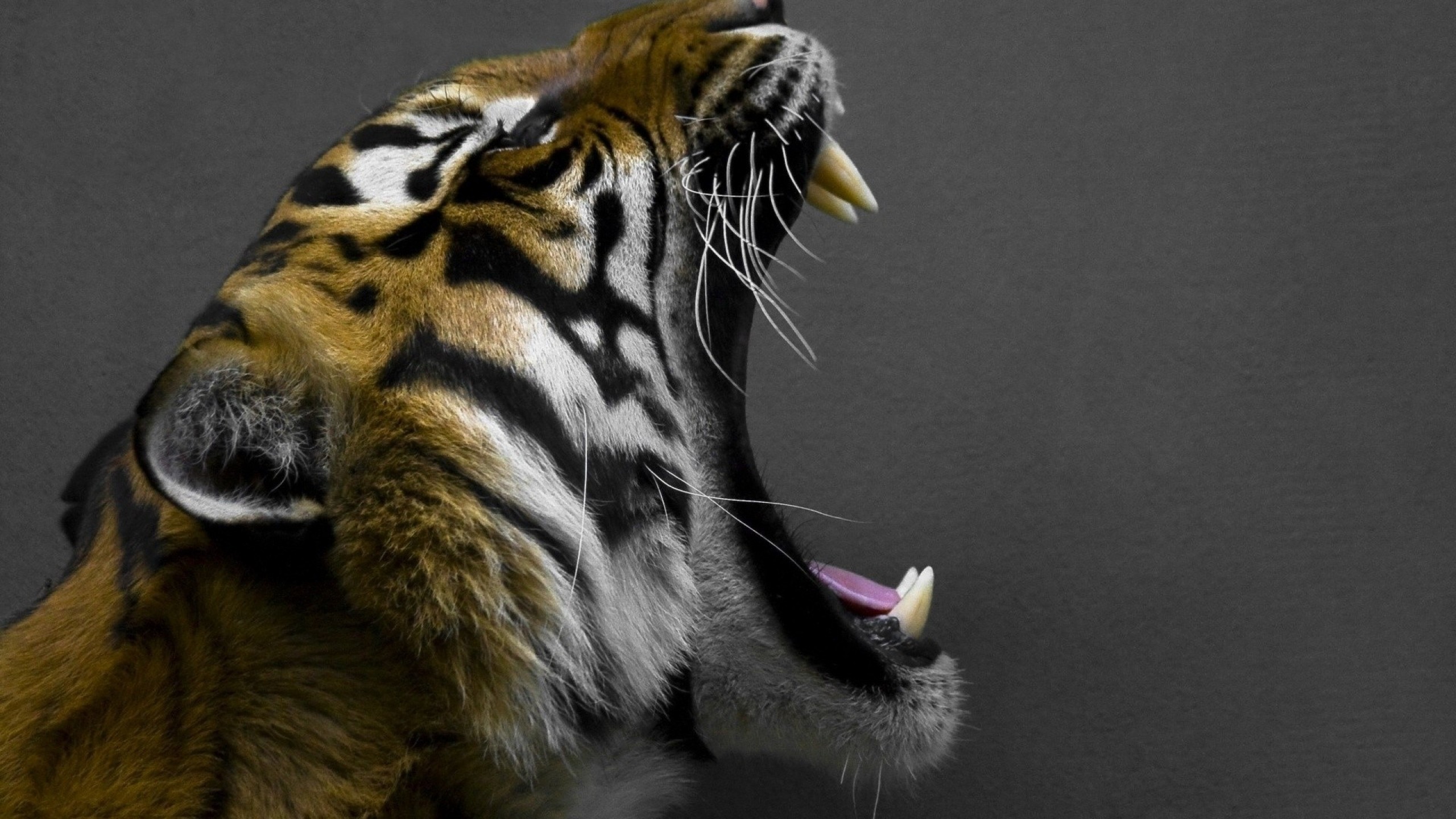 Tigre, Ruggito, Zanne, Sfondo grigio, 2560x1440, wallpaper desktop