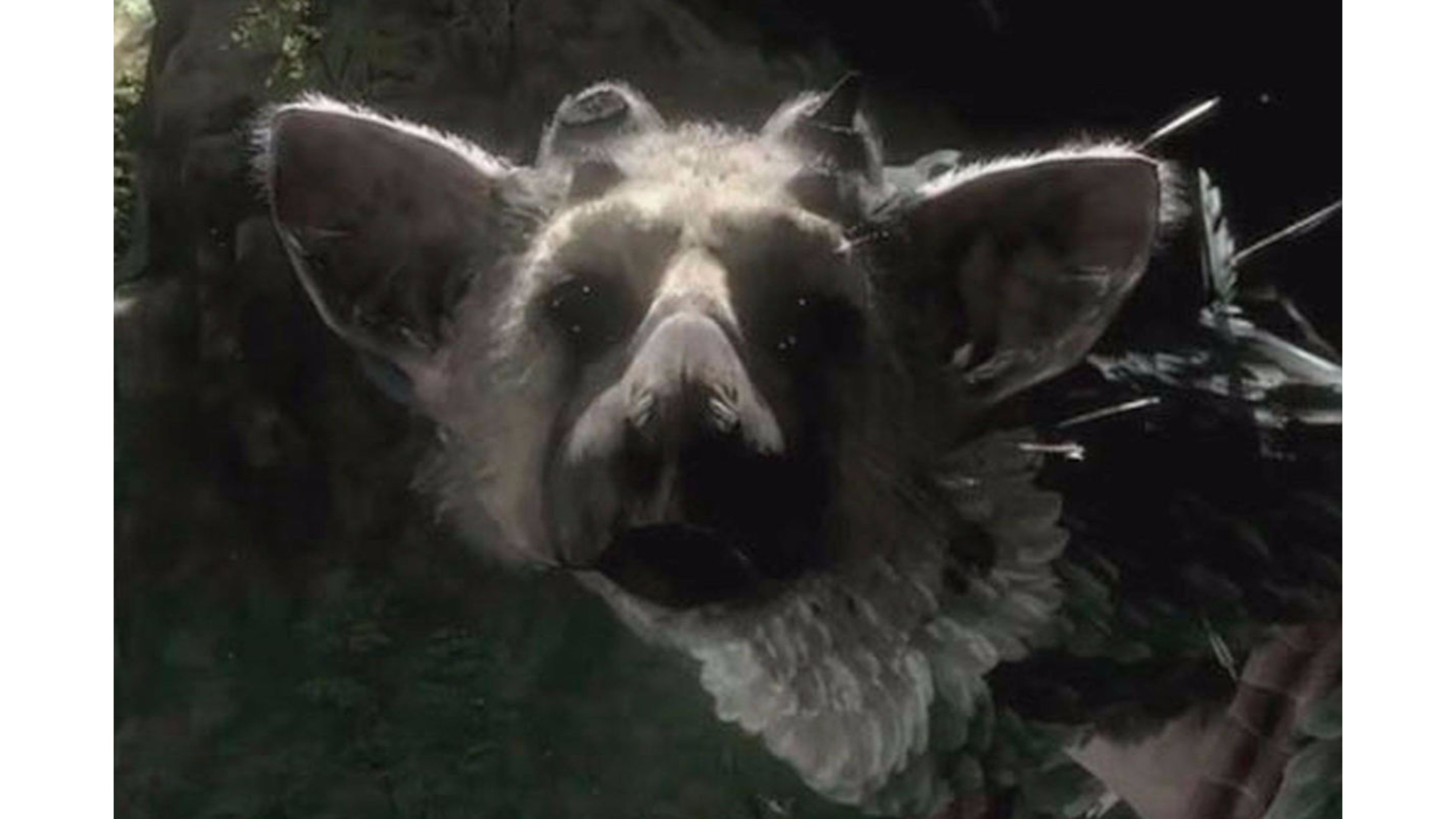 Trico, The Last Guardian, Primo piano, Sfondo scuro, 16:9 4K, wallpaper widescreen