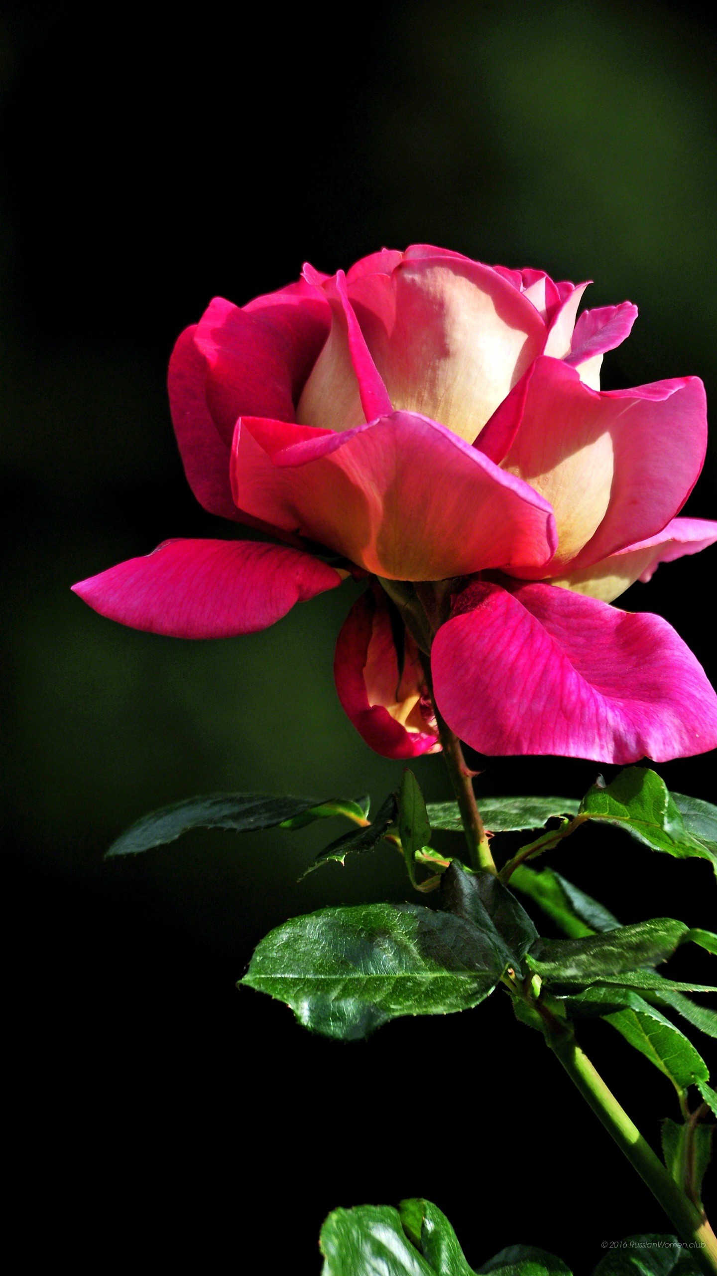 Rosa, Fiore rosa, Sfondo scuro, QHD+, schermata di blocco del cellulare