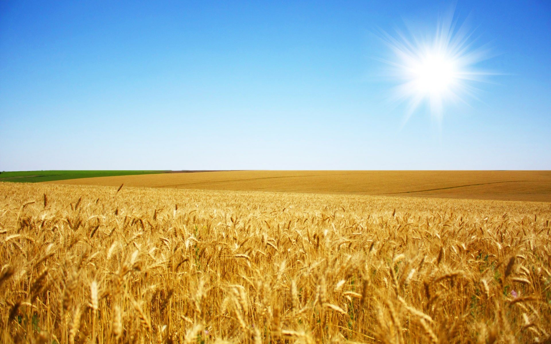 Campo di grano, Sole, Cielo azzurro, Estate, 1920x1200, sfondo per PC