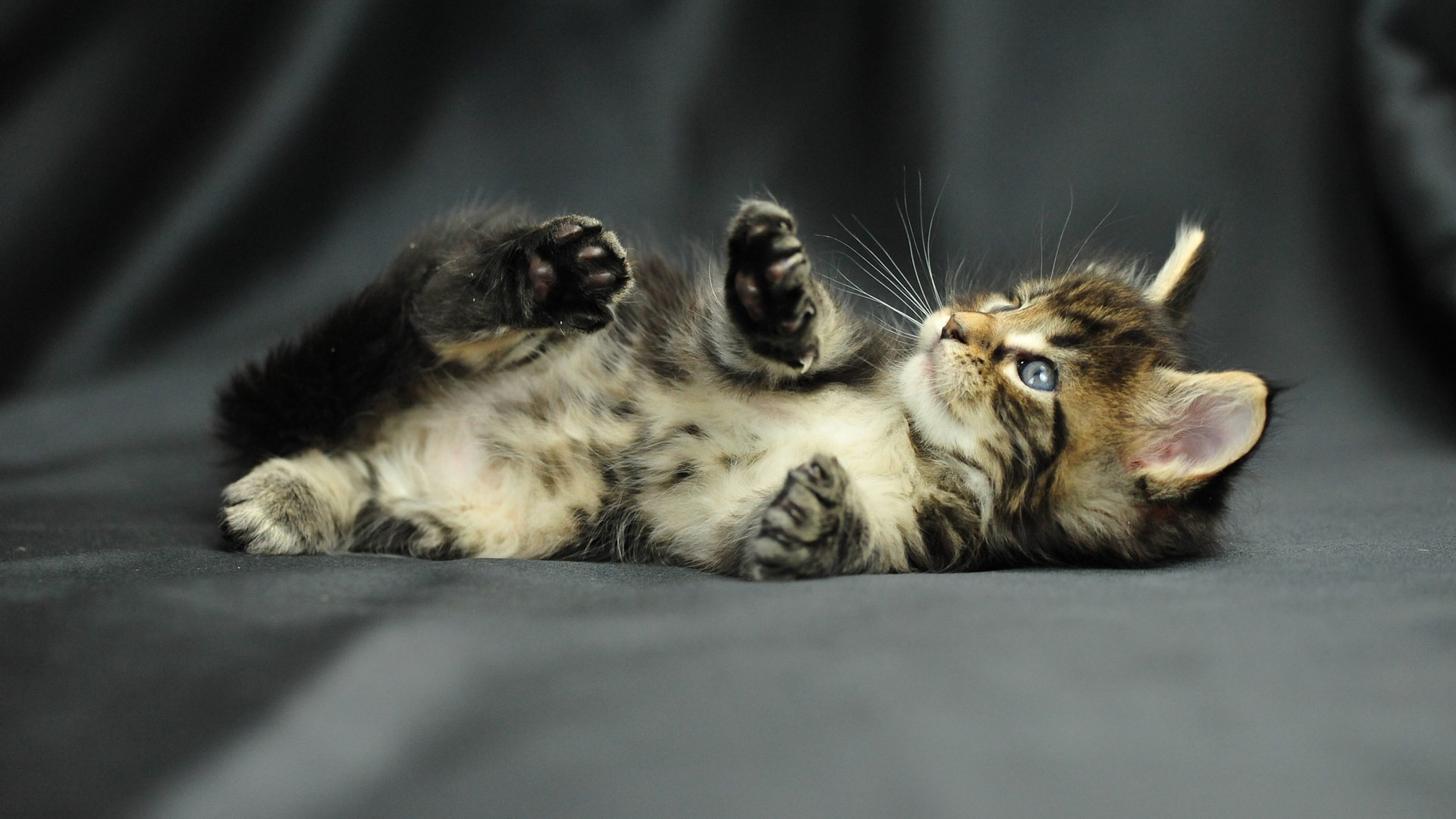 Gattino, Gatto tigrato, Sfondo grigio, Full HD, wallpaper per computer