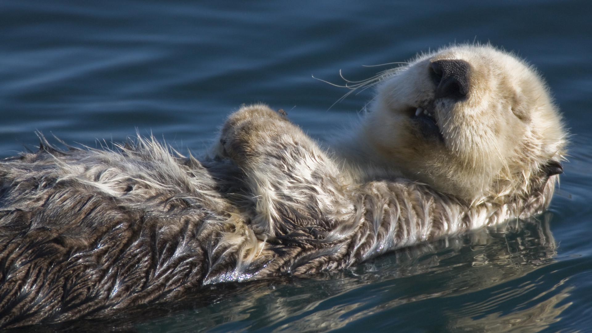 Lontra marina, Acqua, Fauna selvatica, sfondo Full HD per desktop