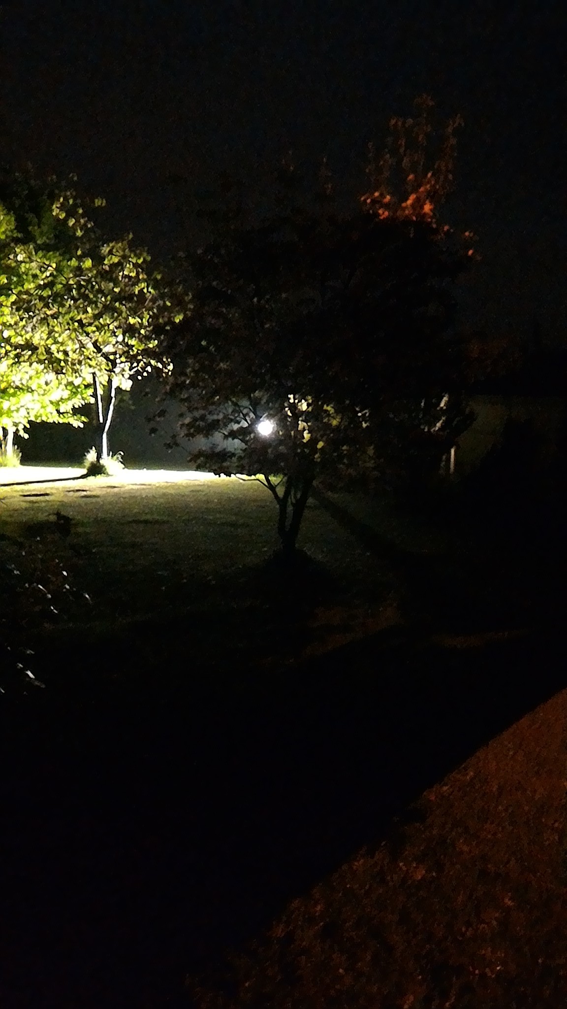 Alberi, Notte, Giardino, Luce, schermata di blocco Asus Zenfone