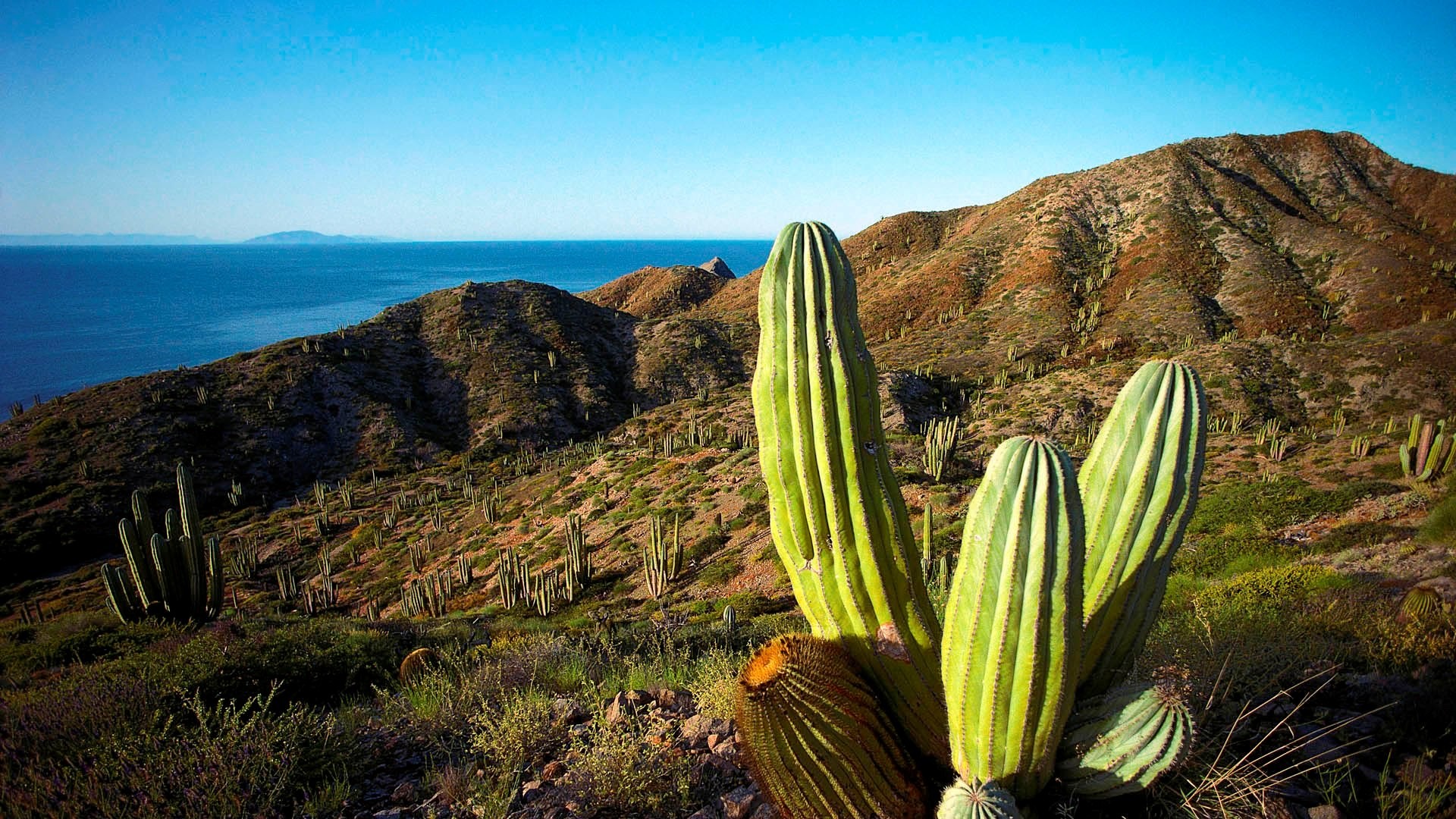 Cactus, Colline, Mare, Cielo azzurro, Full HD 1080p, sfondo desktop