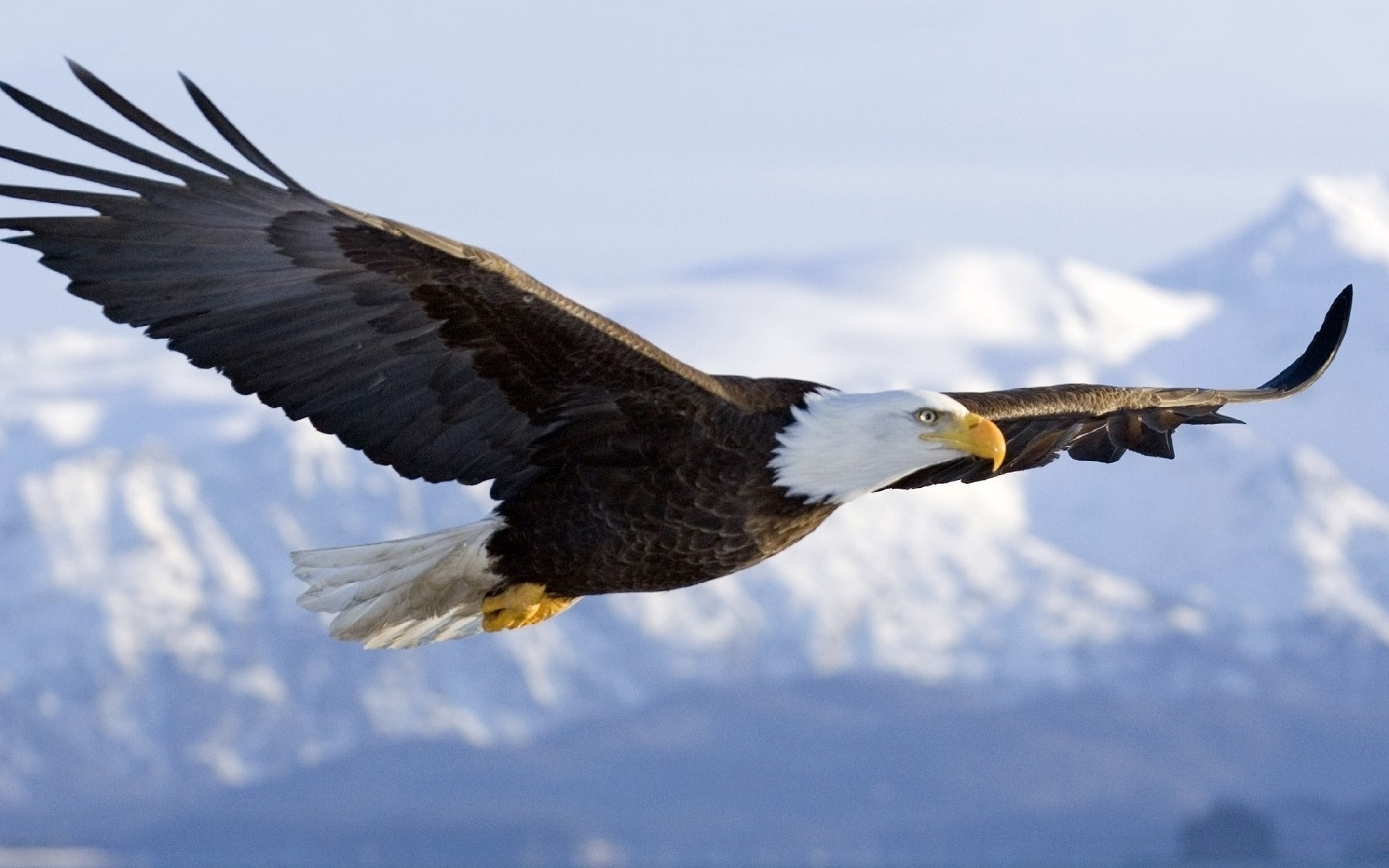 Aquila calva, In volo, Montagne innevate, 2880x1800, wallpaper desktop