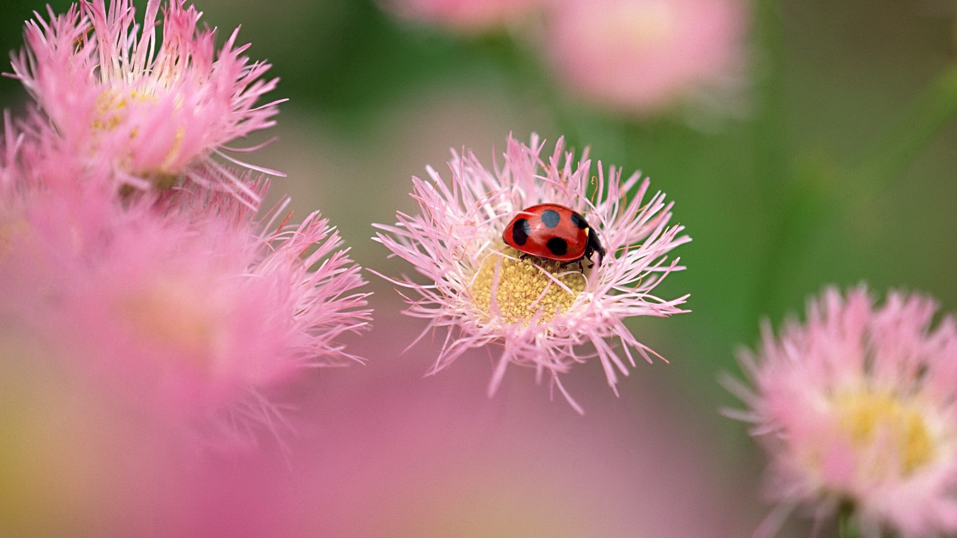 Coccinella, Fiori rosa, Macro, Full HD, wallpaper per PC