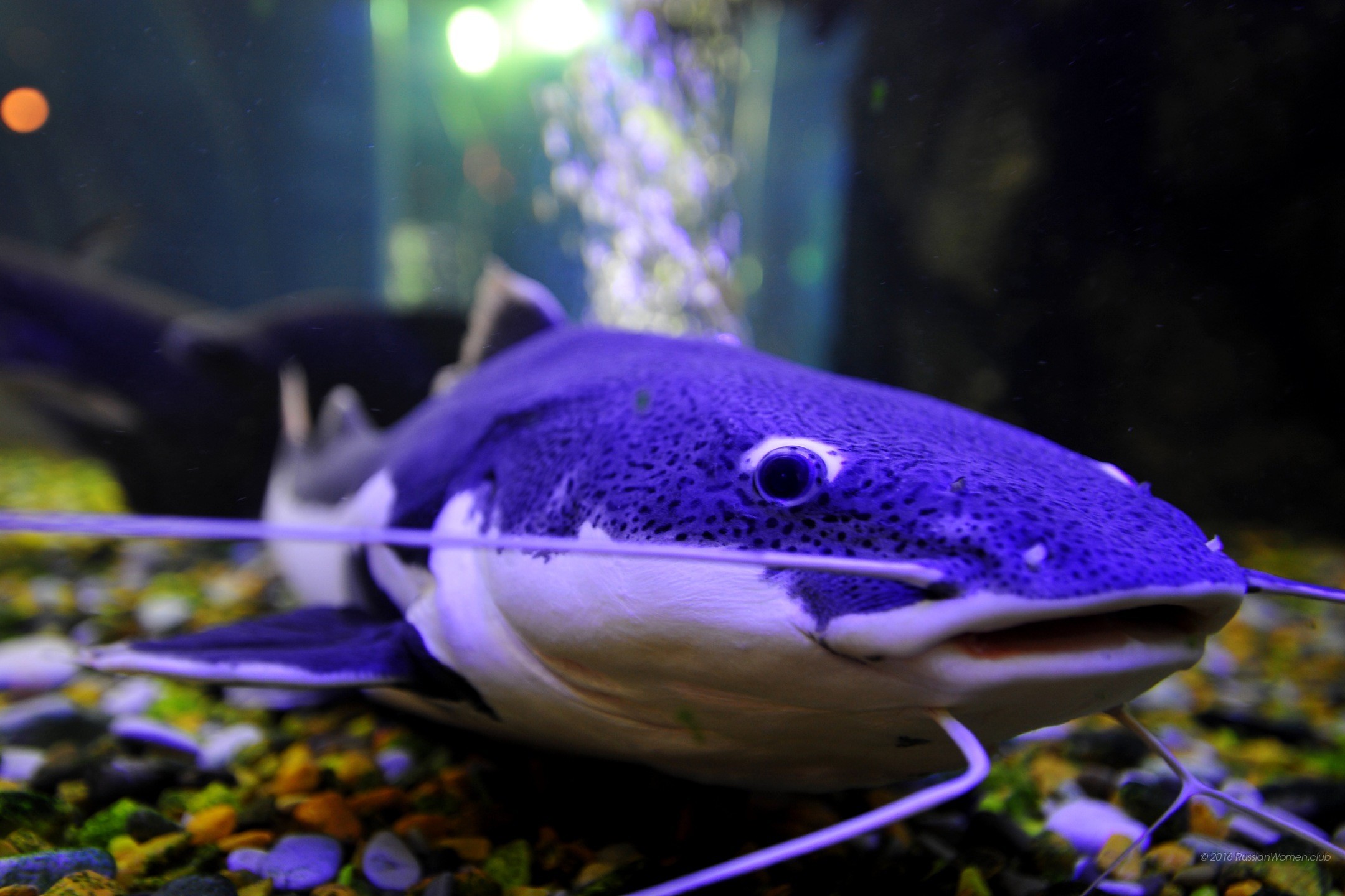 Pesce gatto, Acquario, Primo piano, Viola, Full HD, sfondo Windows 11
