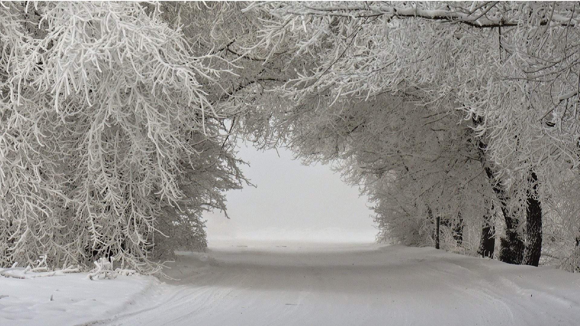 Tunnel di alberi, Alberi innevati, Strada, Bianco, 16:9 Full HD, wallpaper widescreen
