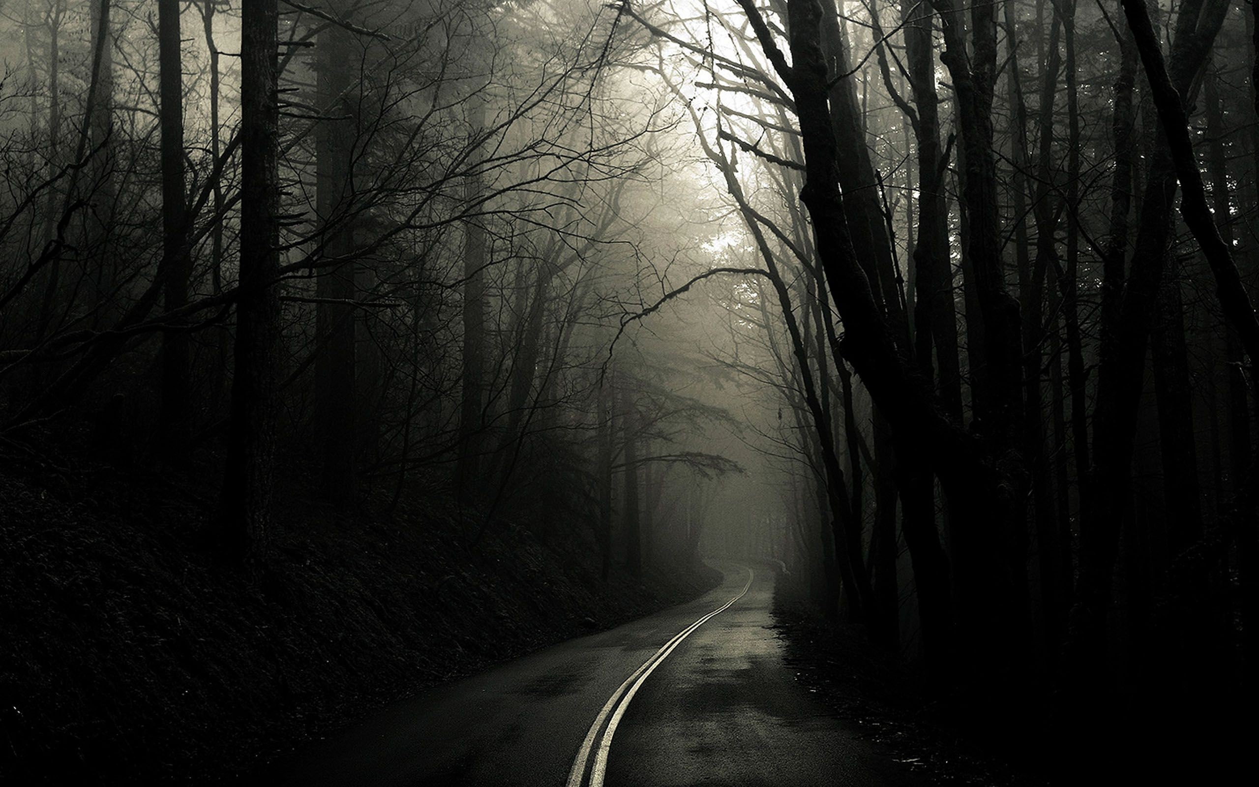 Strada nel bosco, Nebbia, Alberi, Bianco e nero, 2K, sfondo per portatile