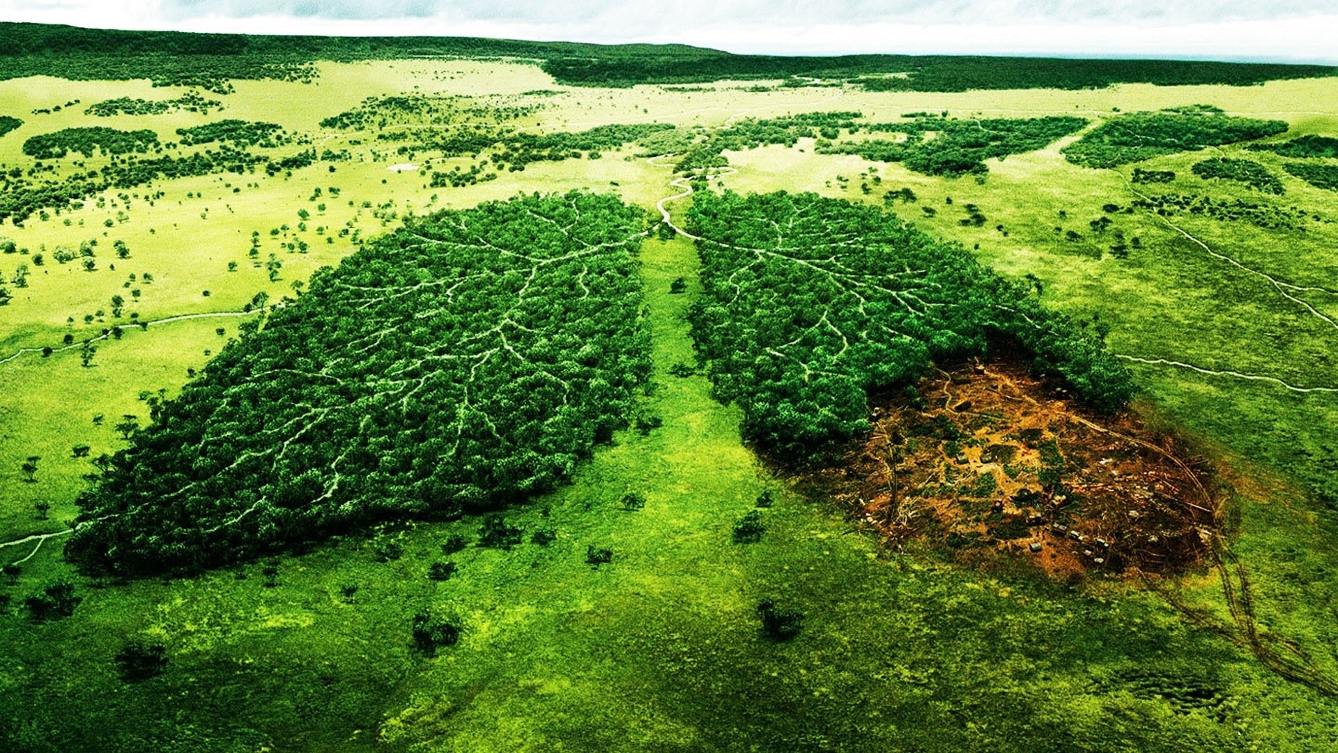 Polmoni di foresta, Vista aerea, Deforestazione, Full HD, wallpaper per portatile