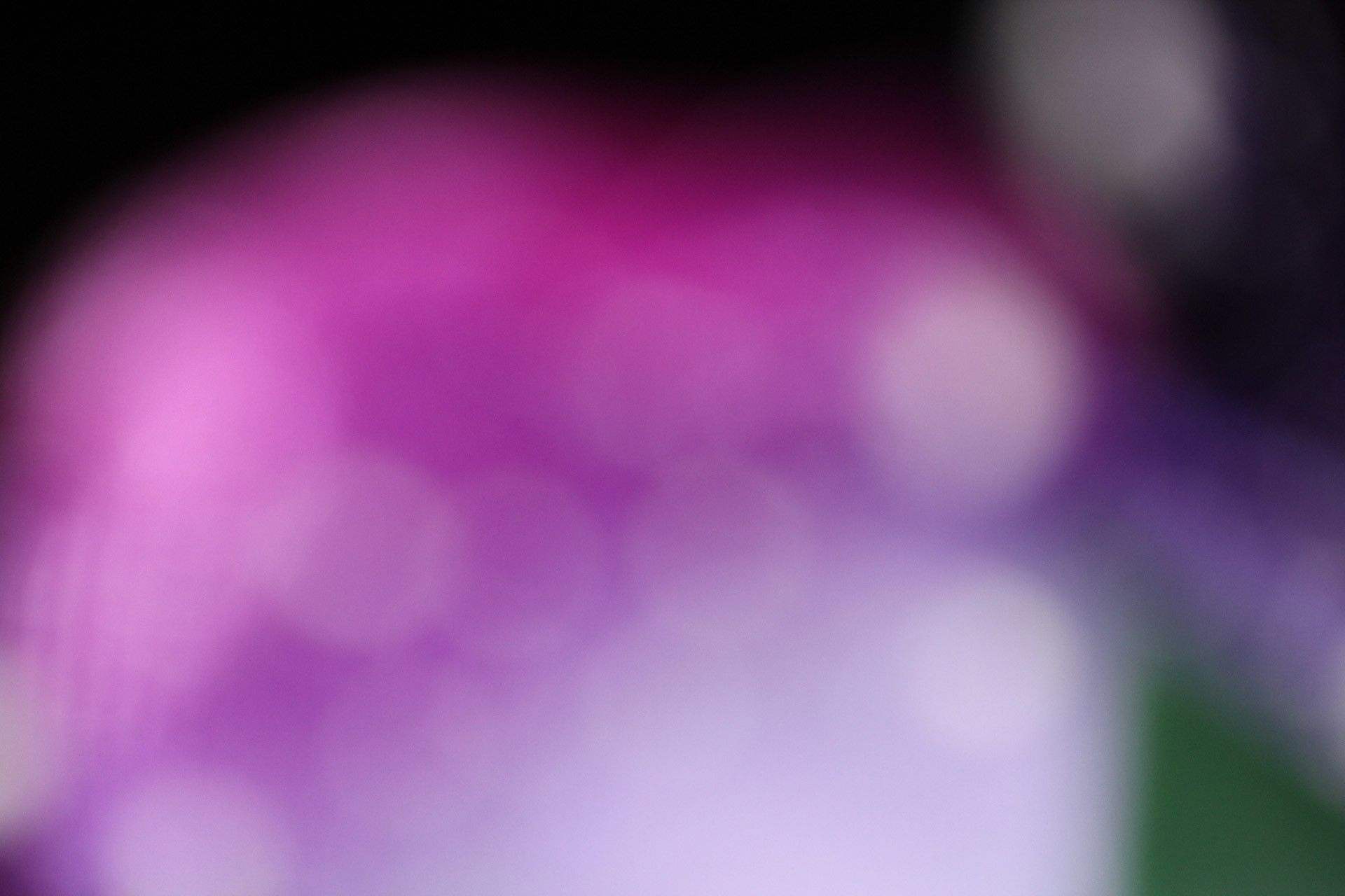Fiore sfocato, Viola, Rosa, Macro, Full HD, sfondo desktop