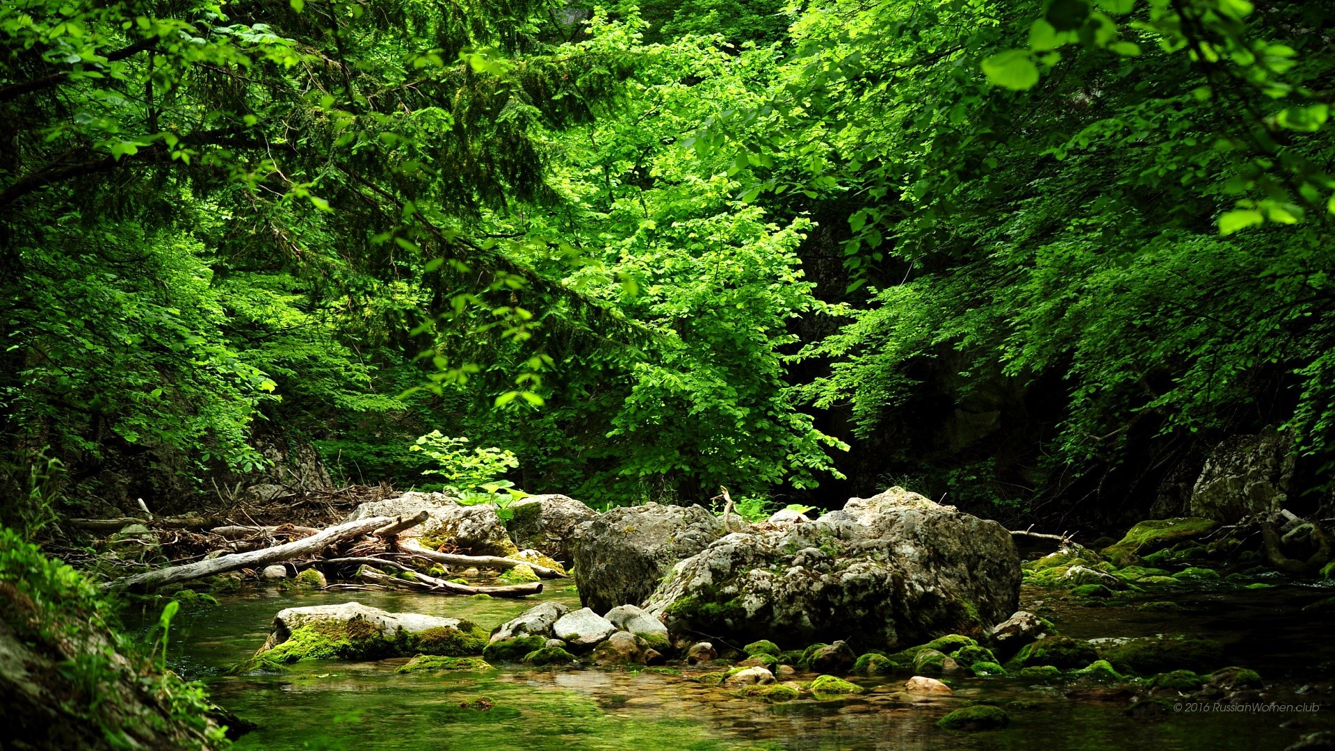 Foresta, Ruscello, Verde, Rocce, Full HD, sfondo Windows 11