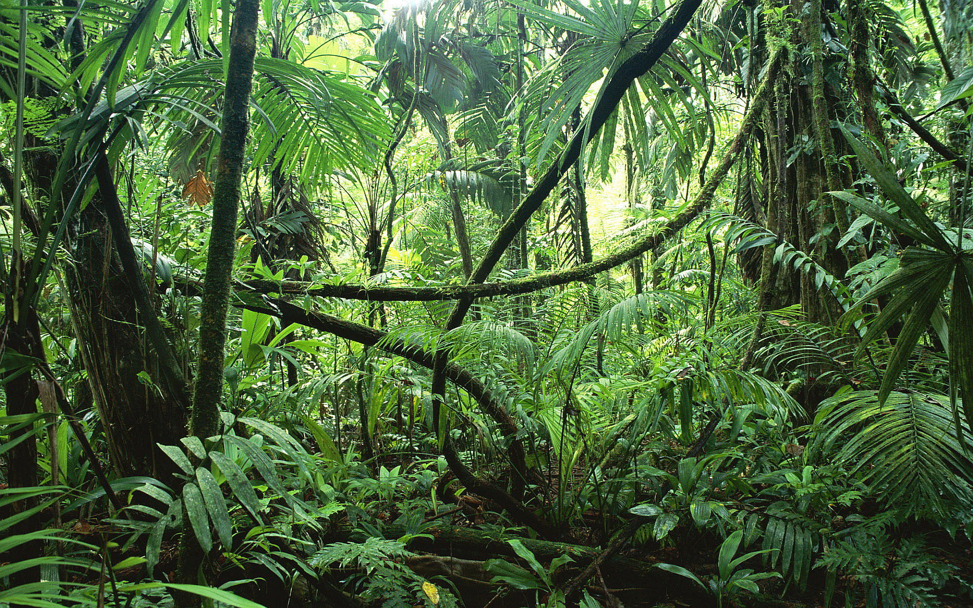 Giungla, Liane, Foresta pluviale, Vegetazione fitta, 1920x1200, sfondo MacBook Pro