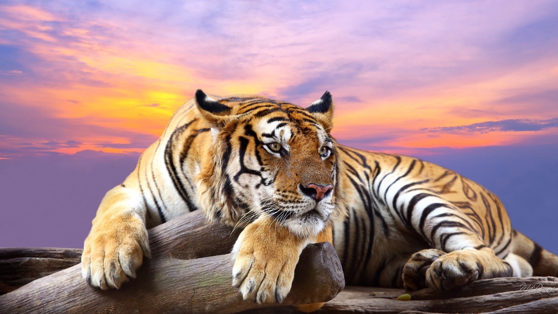 Tigre, Tronco, Tramonto, Cielo viola, 1920x1080, sfondo per PC