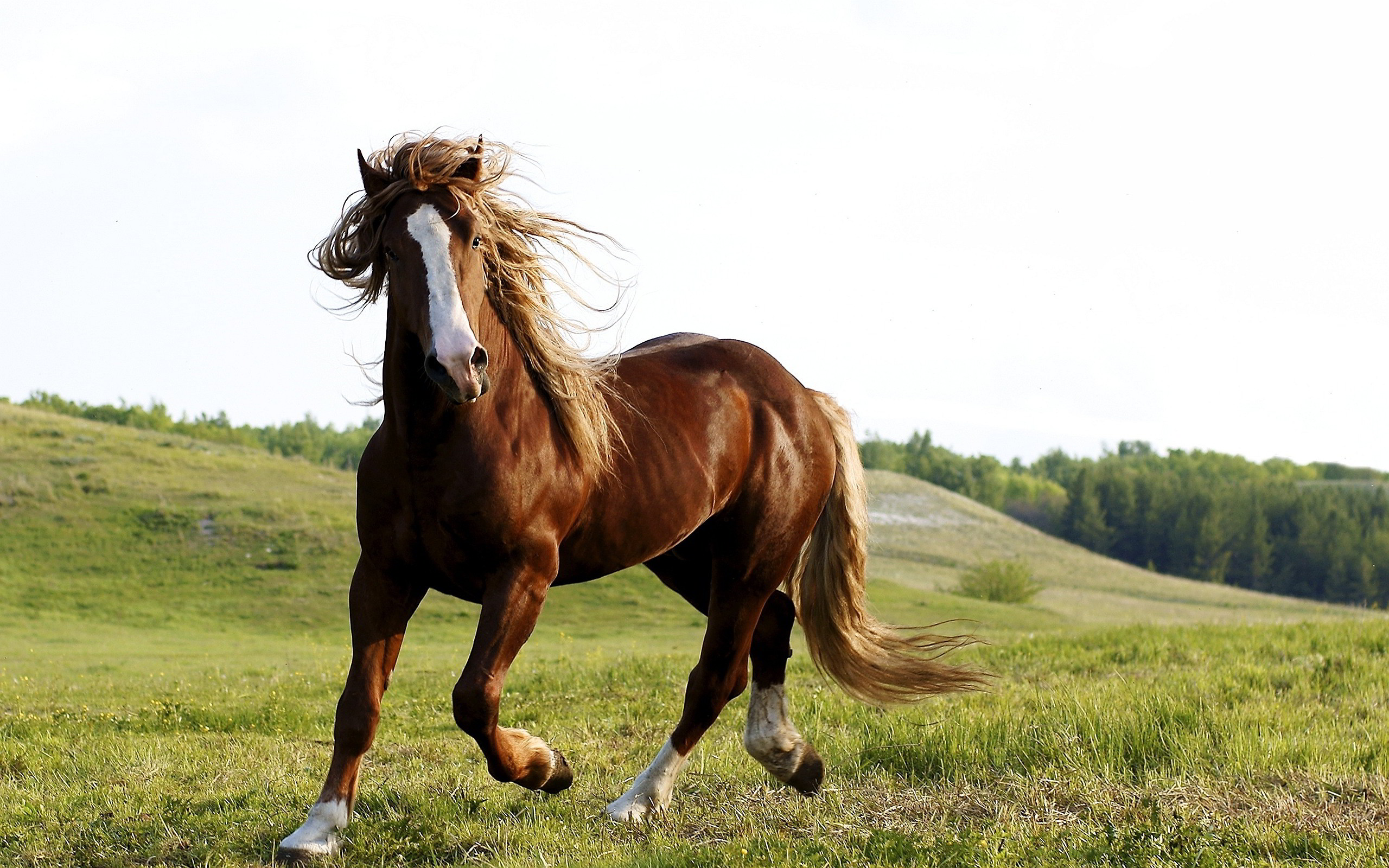 Cavallo sauro, Galoppo, Collina, Criniera al vento, 2560x1600, sfondo per PC