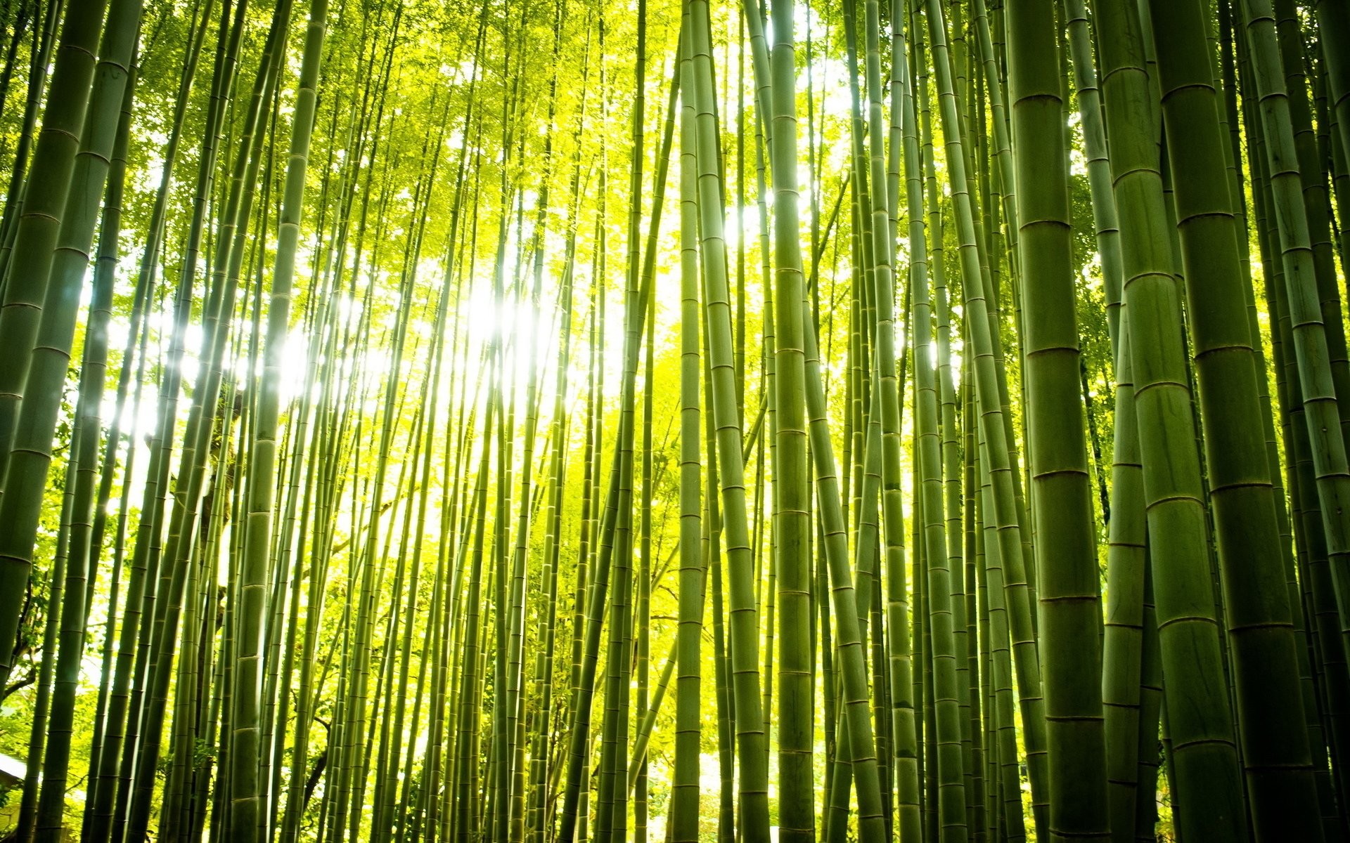 Foresta di bambù, Raggi di sole, 16:10 Full HD, sfondo widescreen