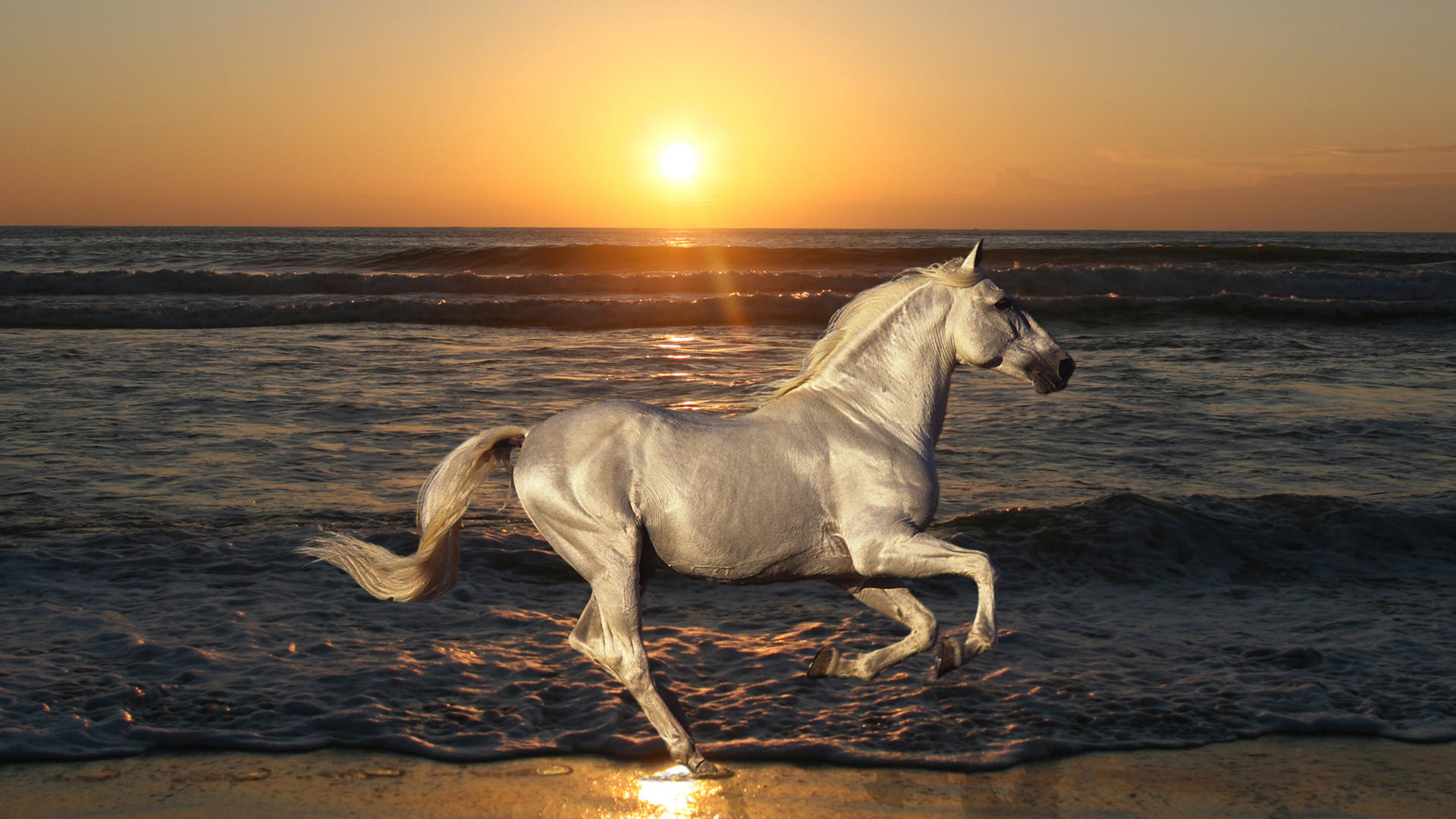 Cavallo bianco, Galoppo, Spiaggia, Tramonto, Full HD 1080p, sfondo desktop