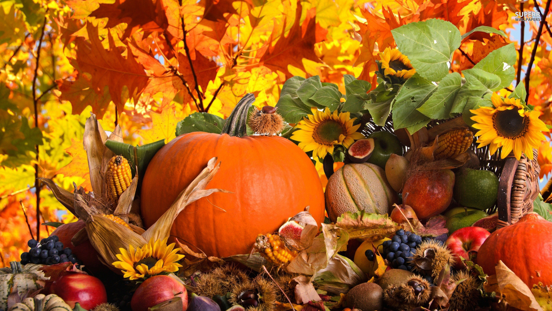 Zucca, Girasoli, Raccolto, Natura morta, Frutta, 1920x1080, sfondo per PC