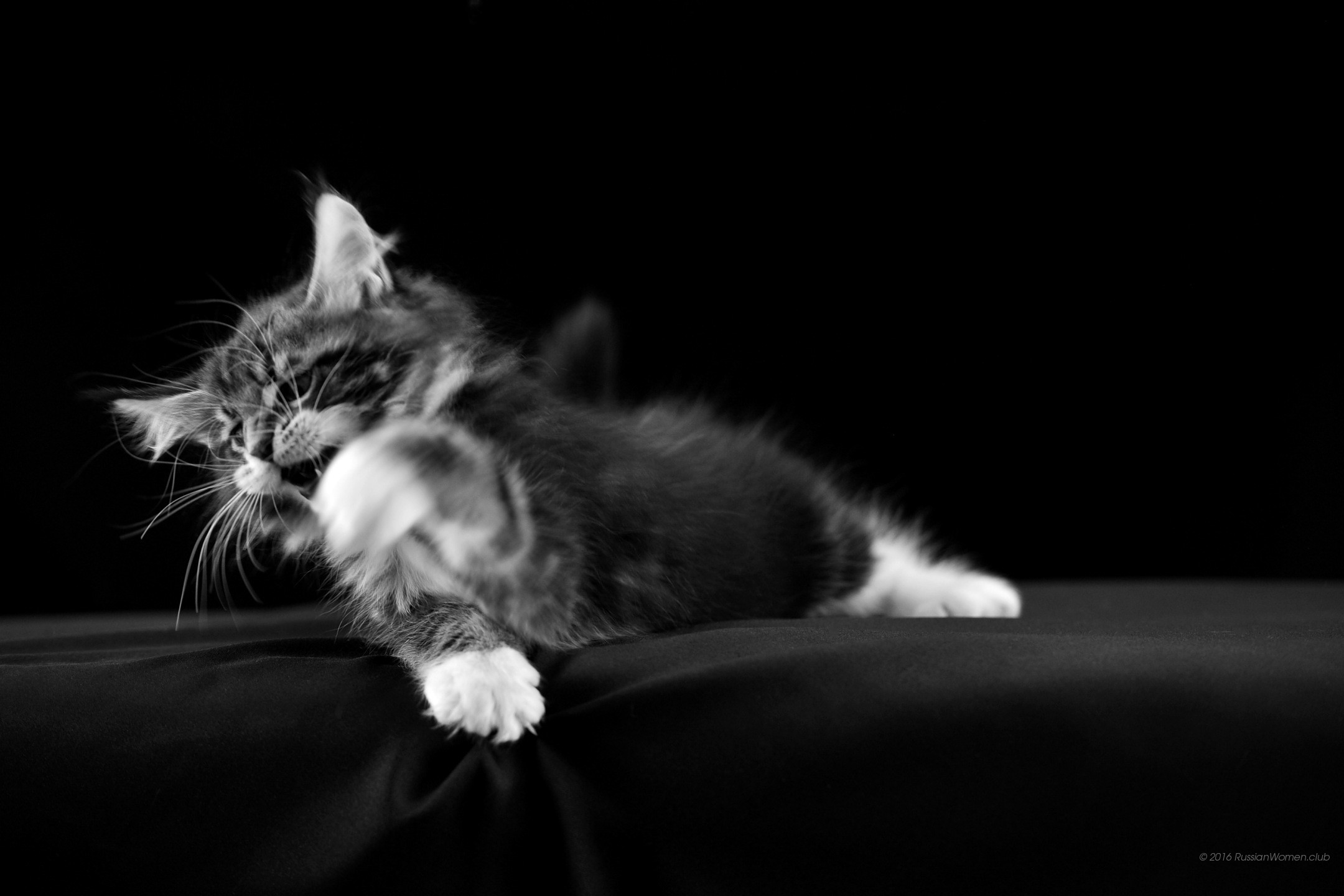 Gattino, Sbadiglio, Bianco e nero, Full HD, sfondo desktop