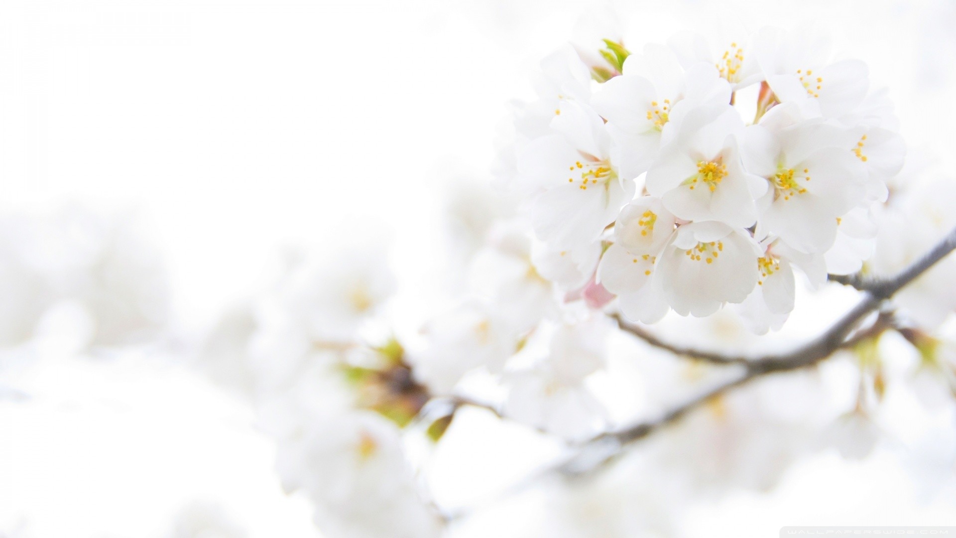 Fiori di ciliegio, Sakura, Bianco, Ramo, Primavera, 16:9 Full HD, sfondo widescreen